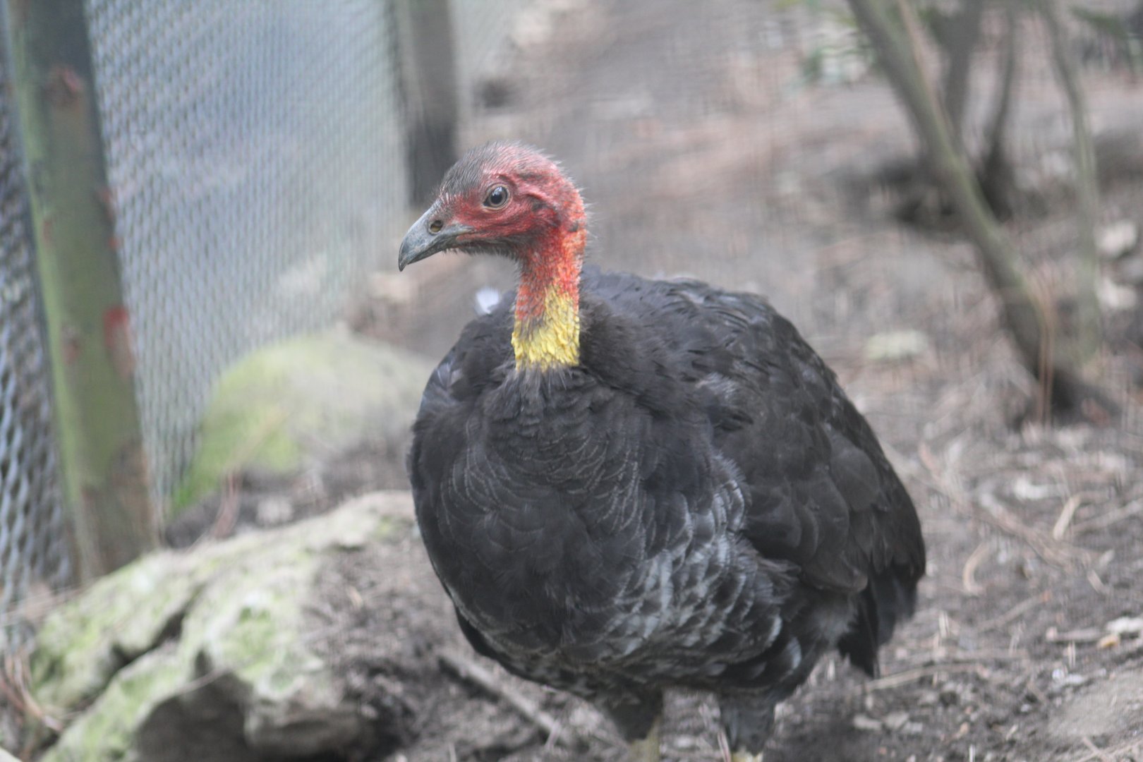 Australian Brush-Turkey