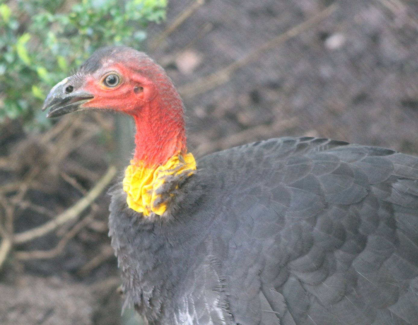 Australian brush-turkey