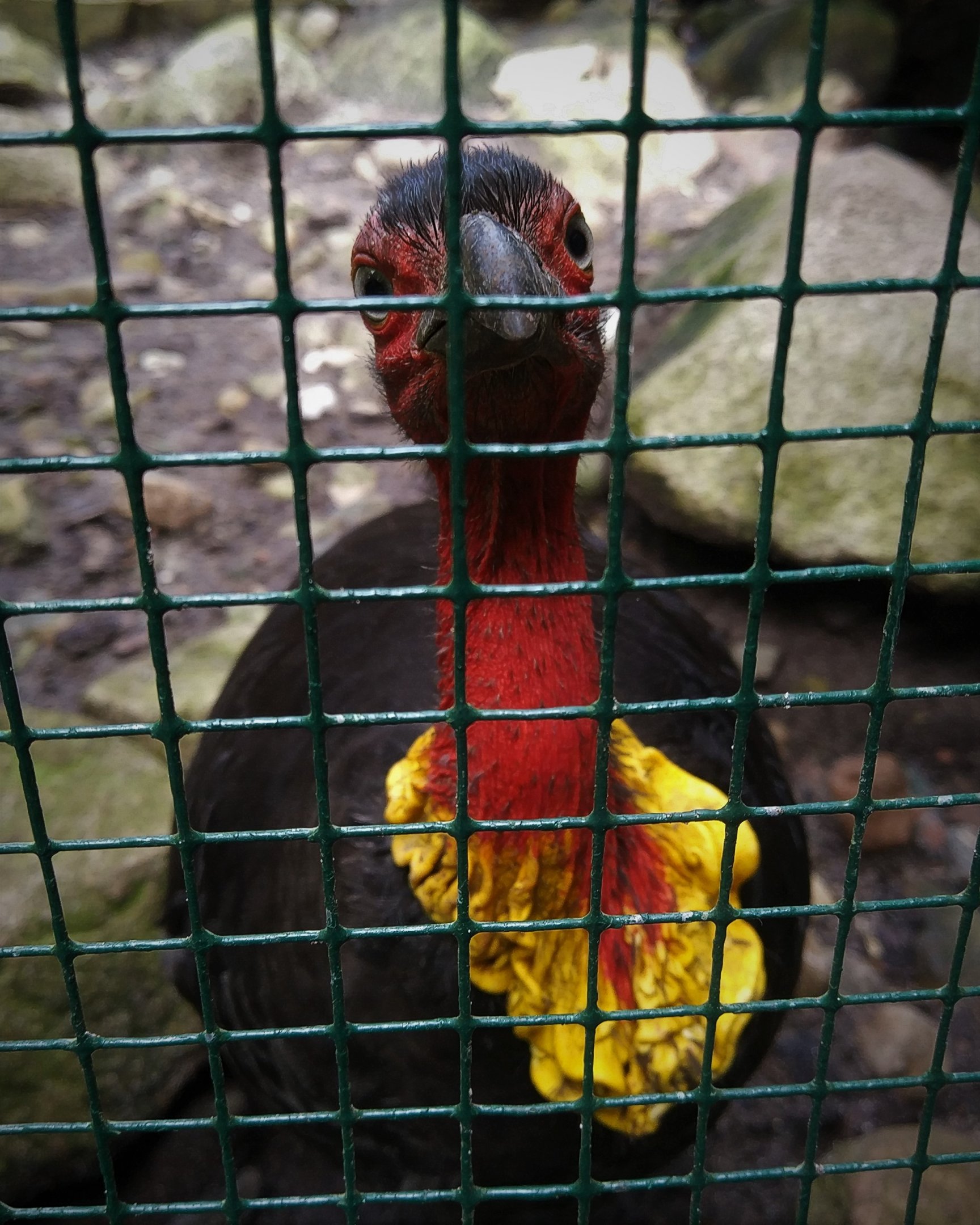 Australian Brush Turkey