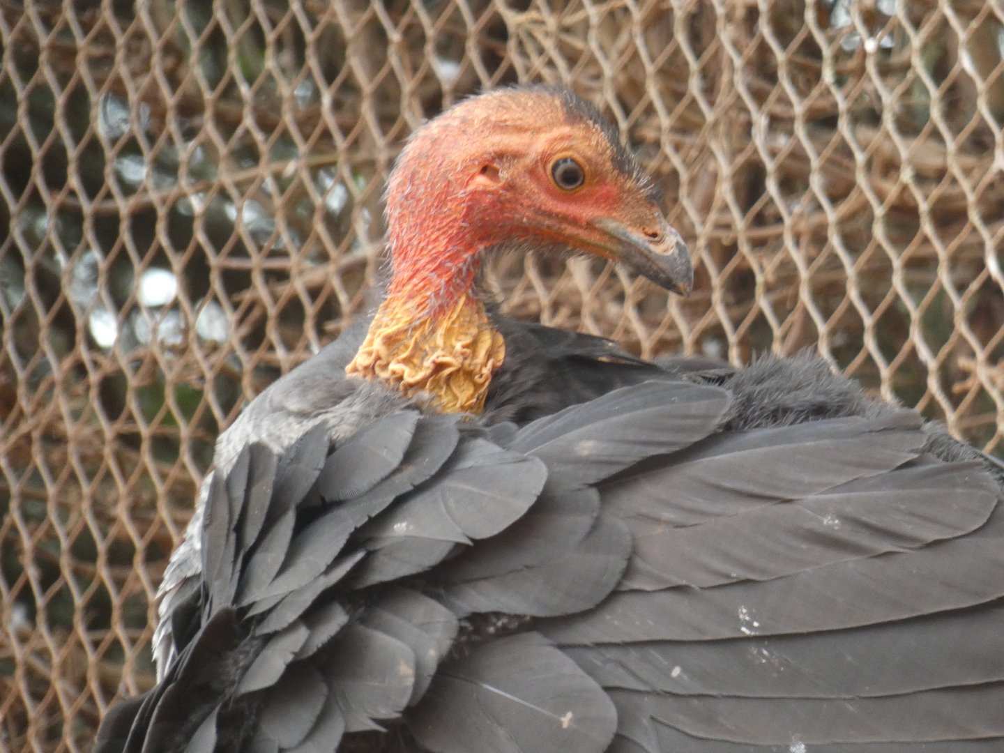 Australian Brush Turkey