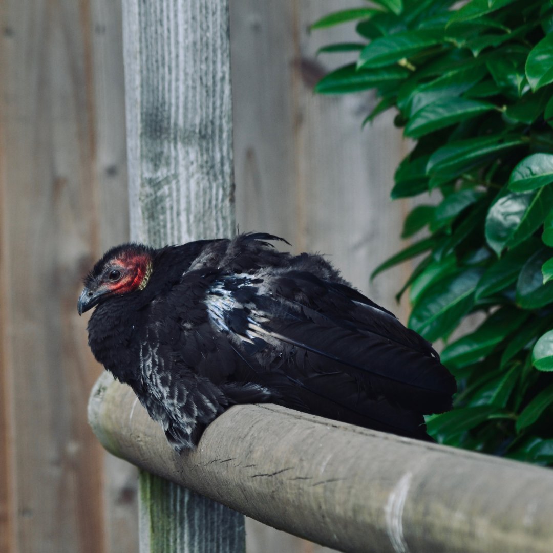 Australian Brush Turkey
