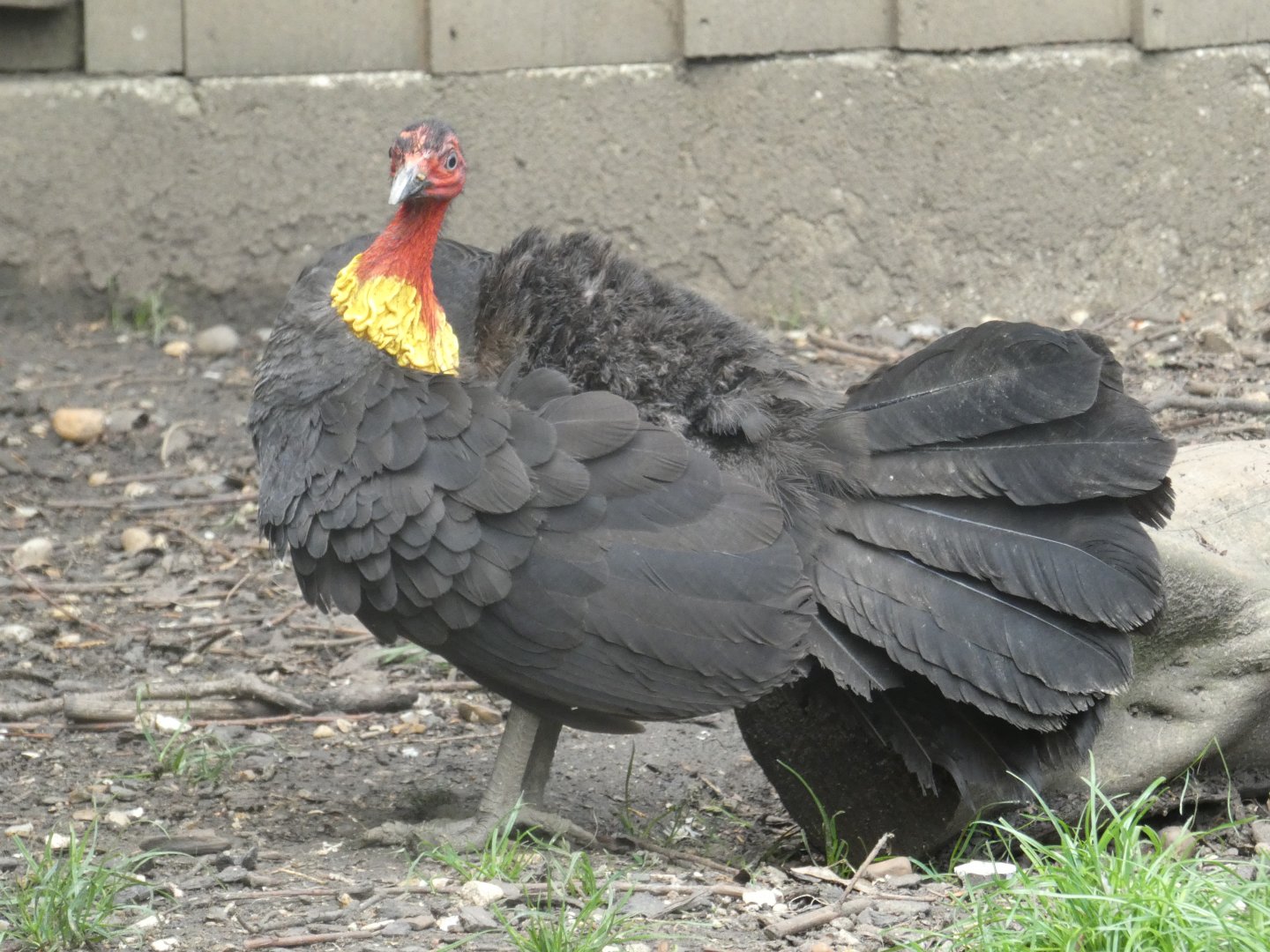 Australian Brush Turkey