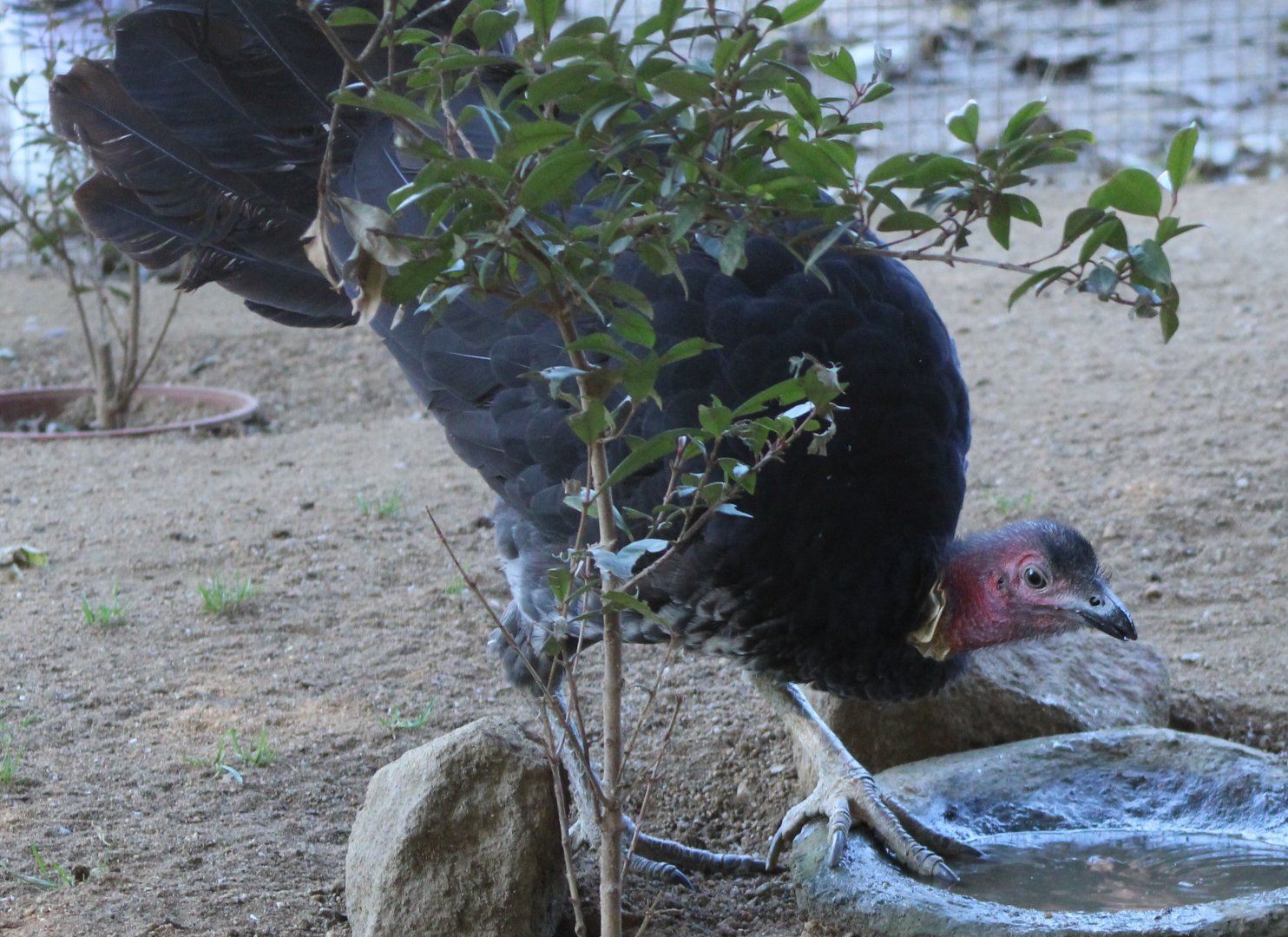 Australian brush-turkey