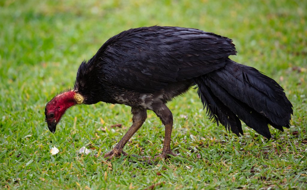 Australian Brush Turkey