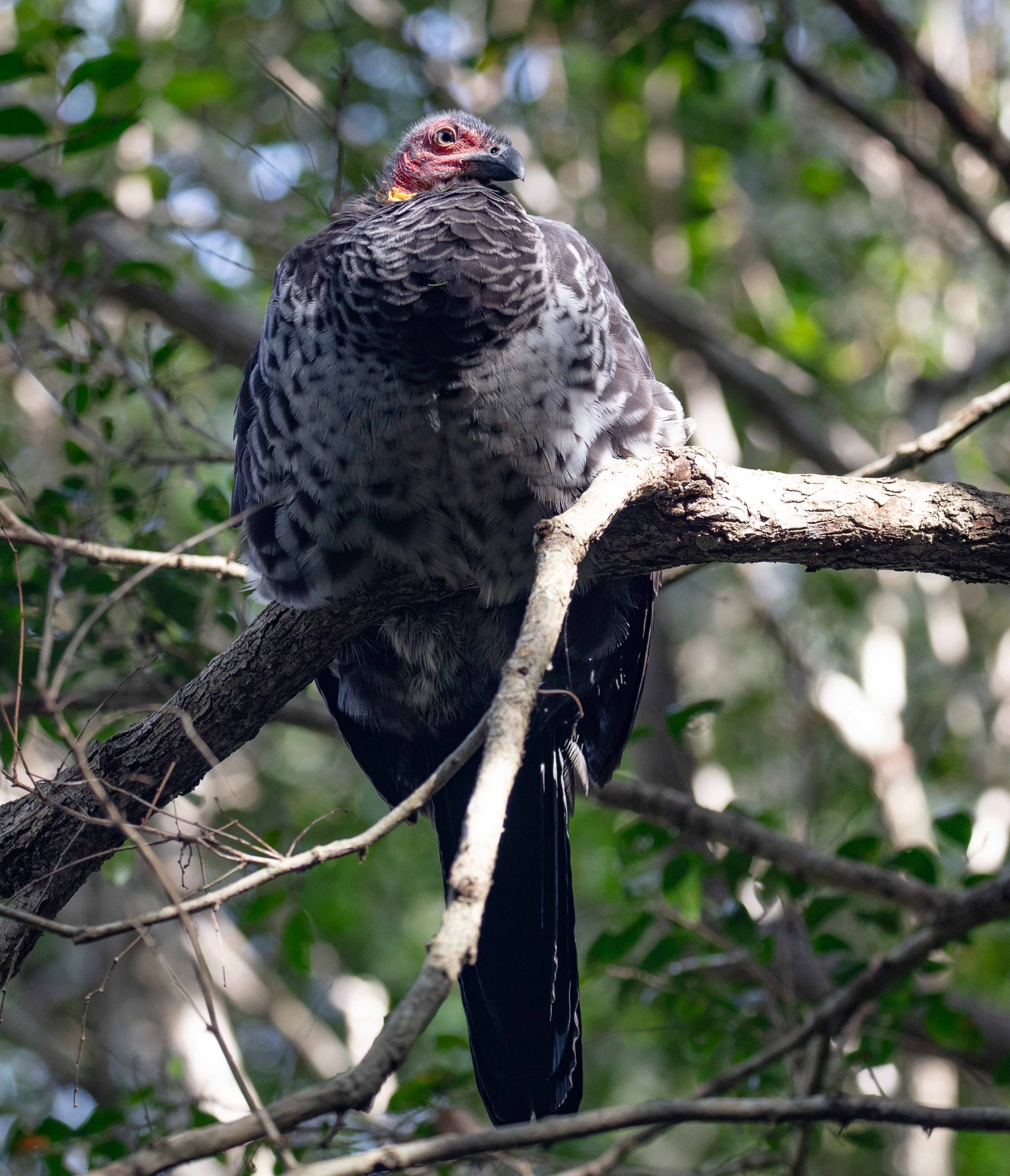 Australian Brush Turkey