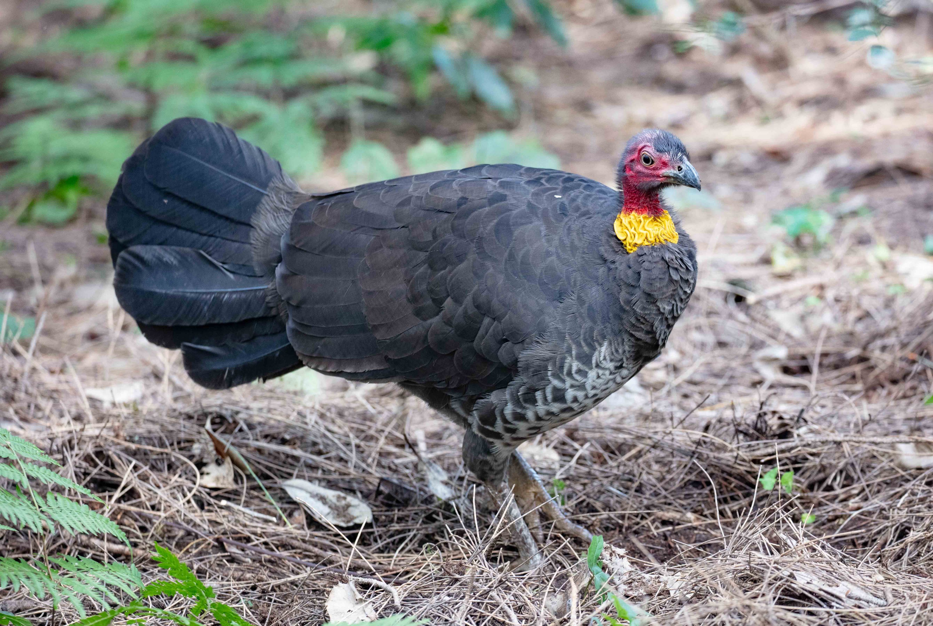 Australian Brush Turkey