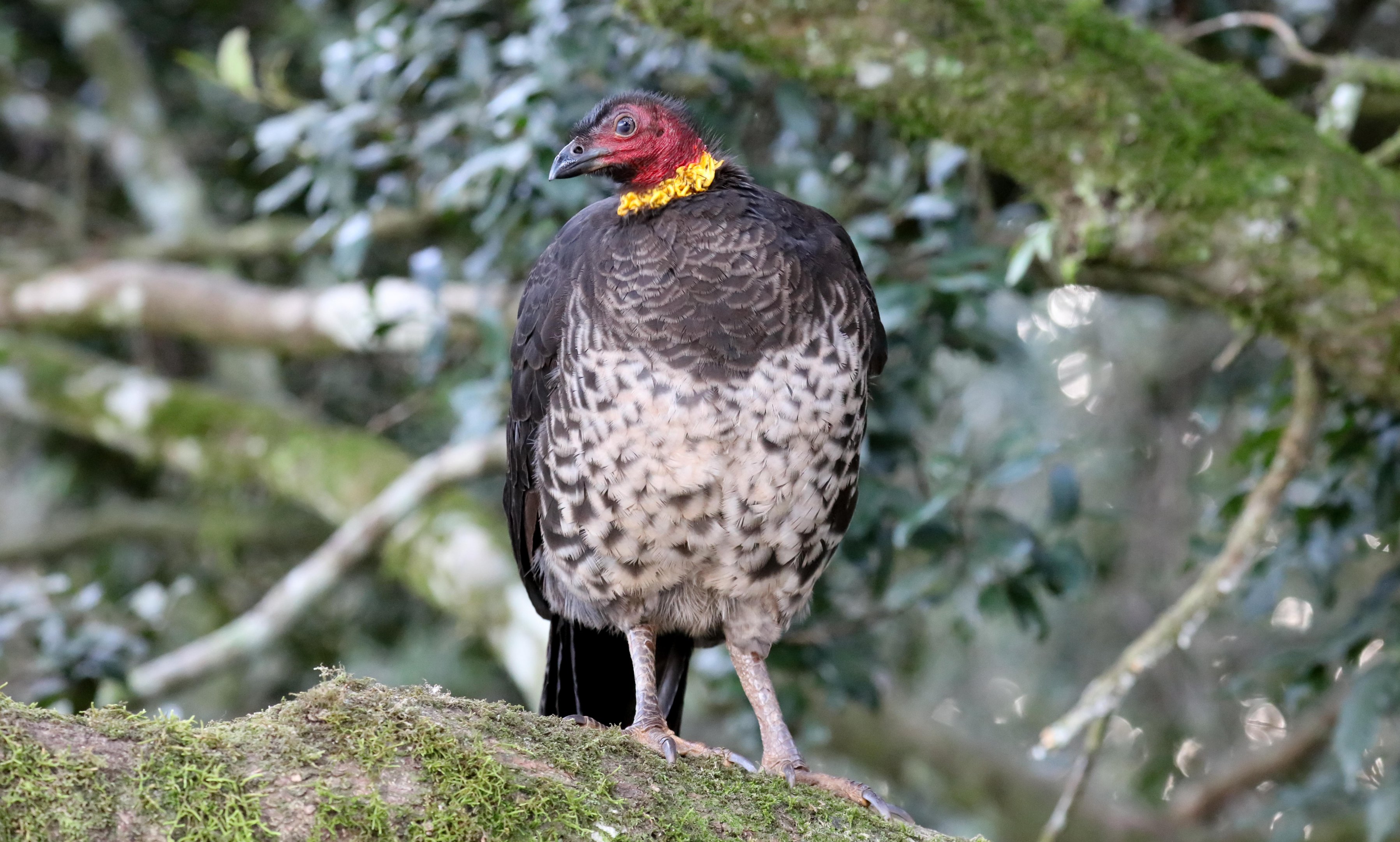 Australian Brush Turkey