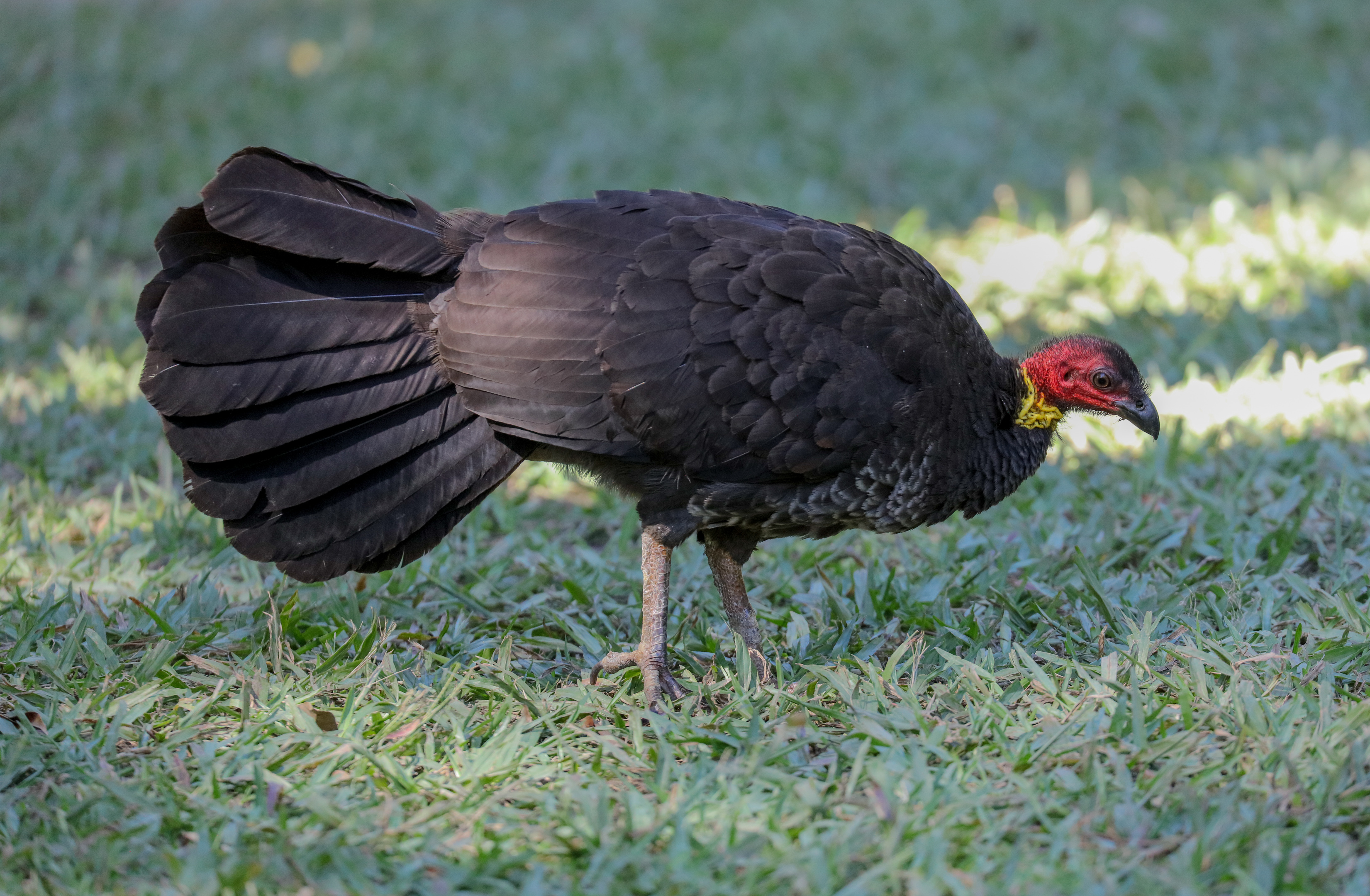 Australian Brush Turkey