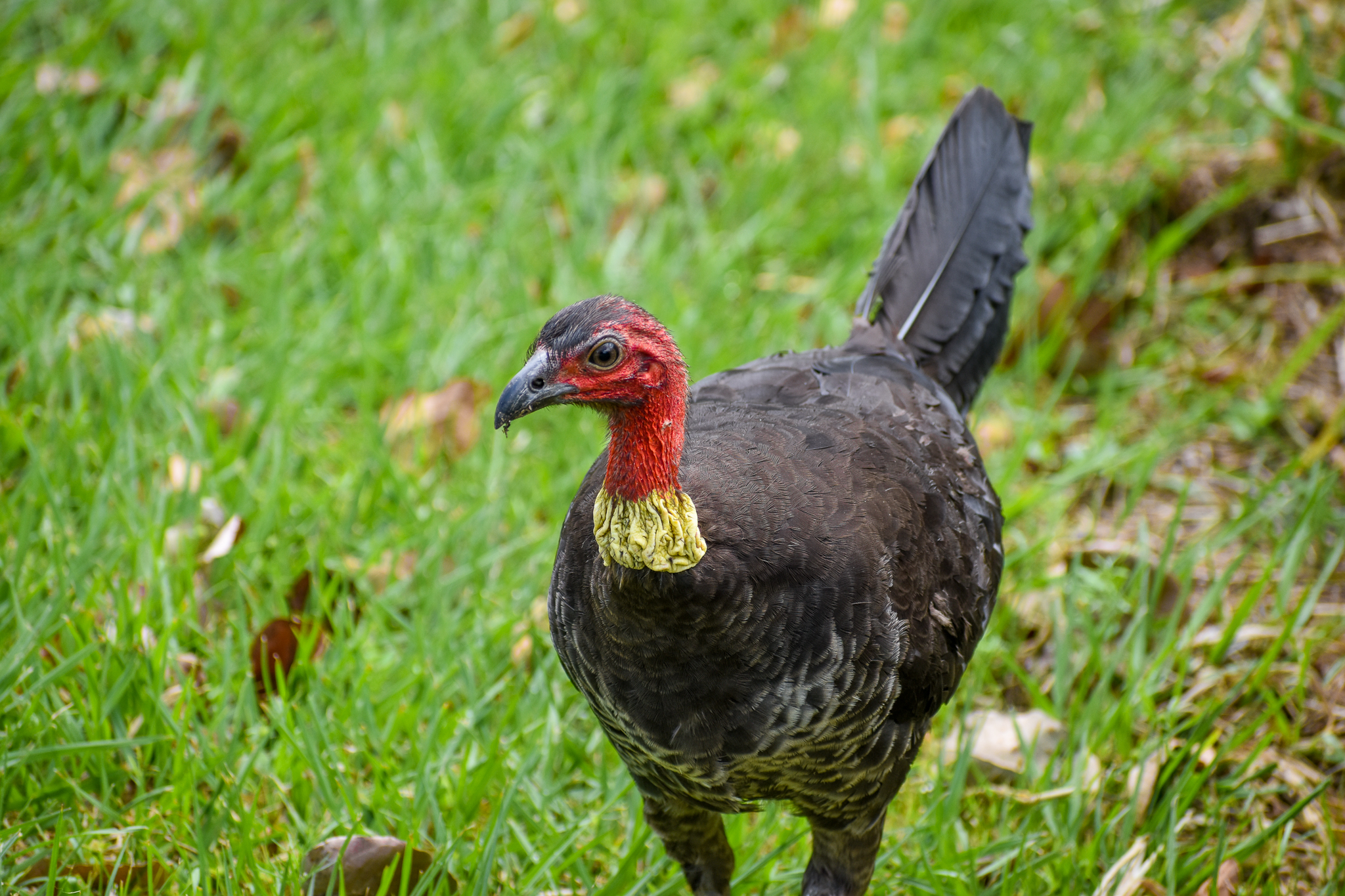 Australian Brush-turkey