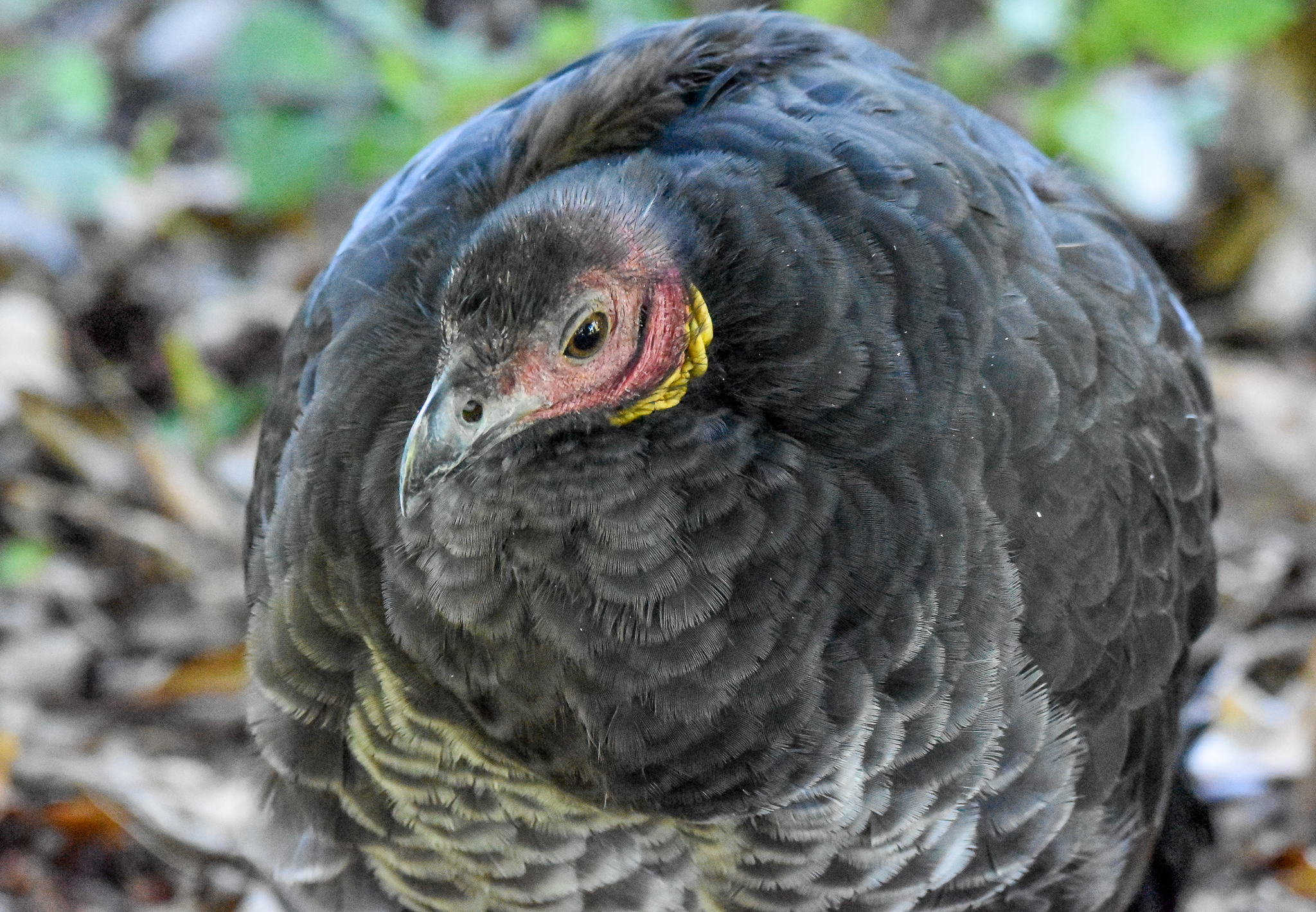 Australian Brush-Turkey