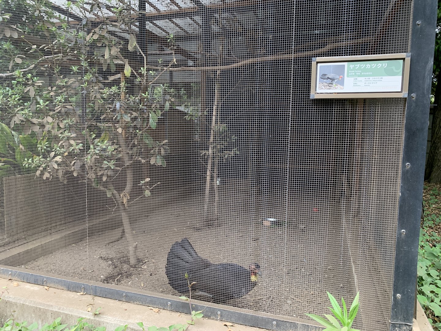 Australian Brush-turkey