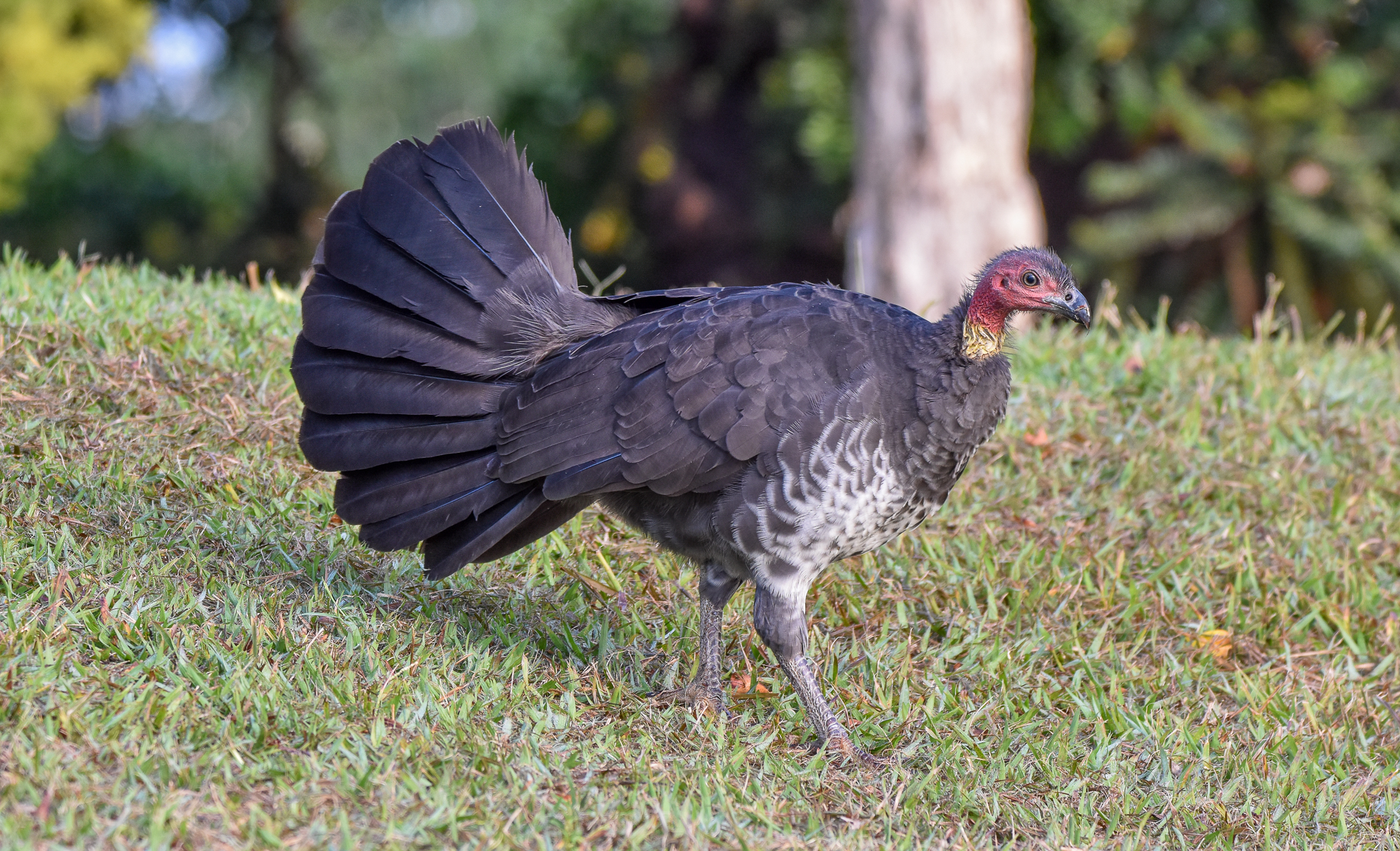 Australian Brush-Turkey