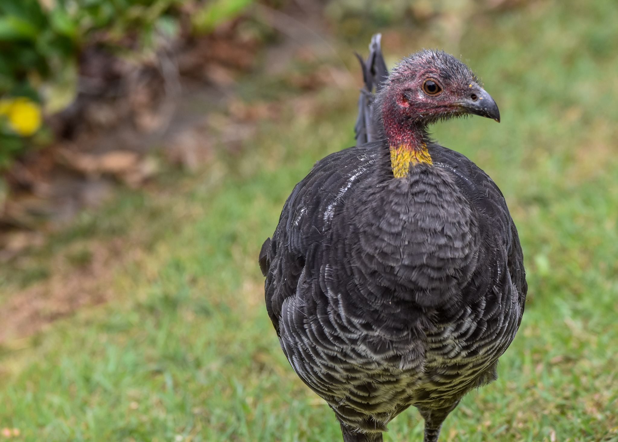 Australian Brush-turkey