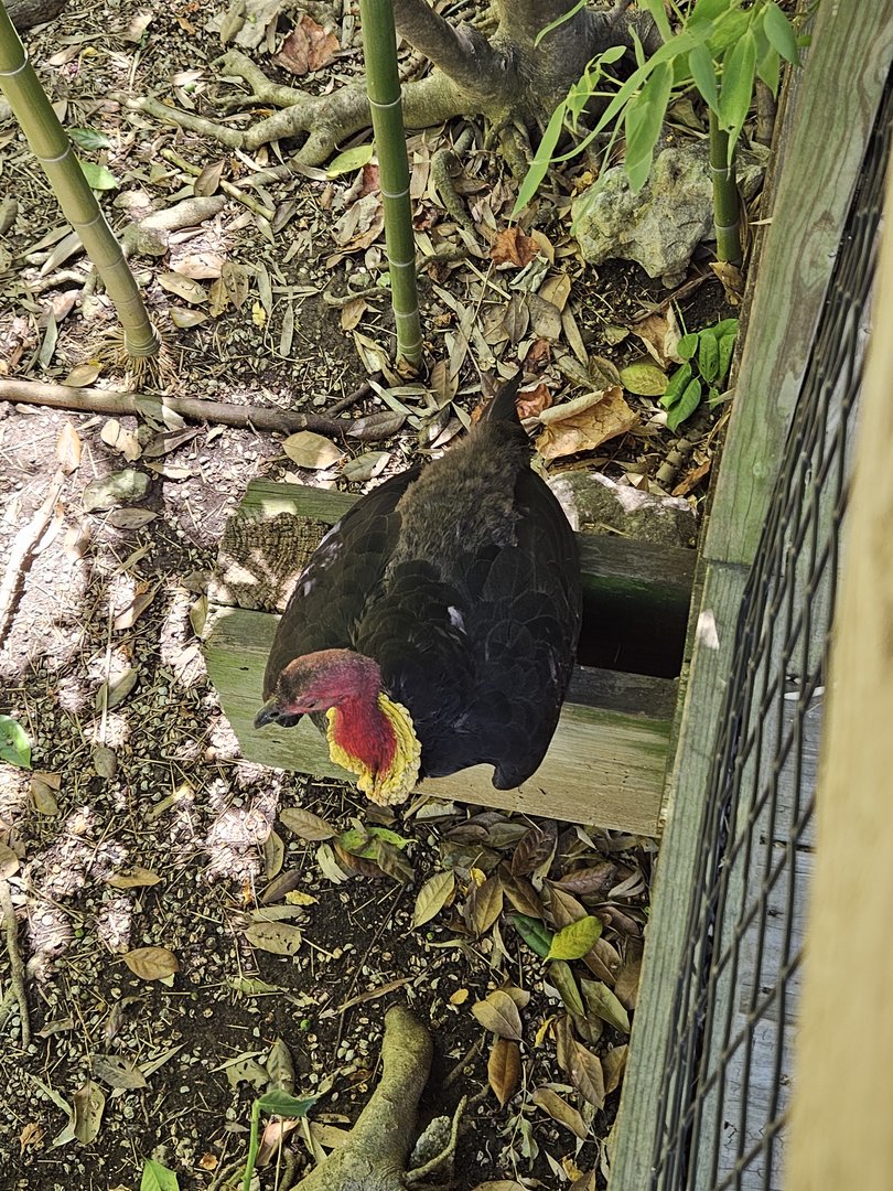 Australian brush-turkey