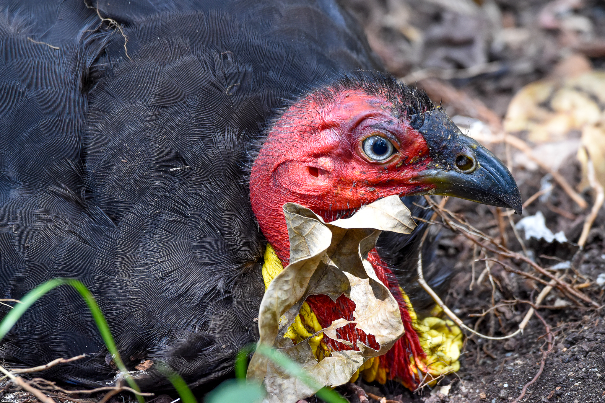 Australian Brush-Turkey