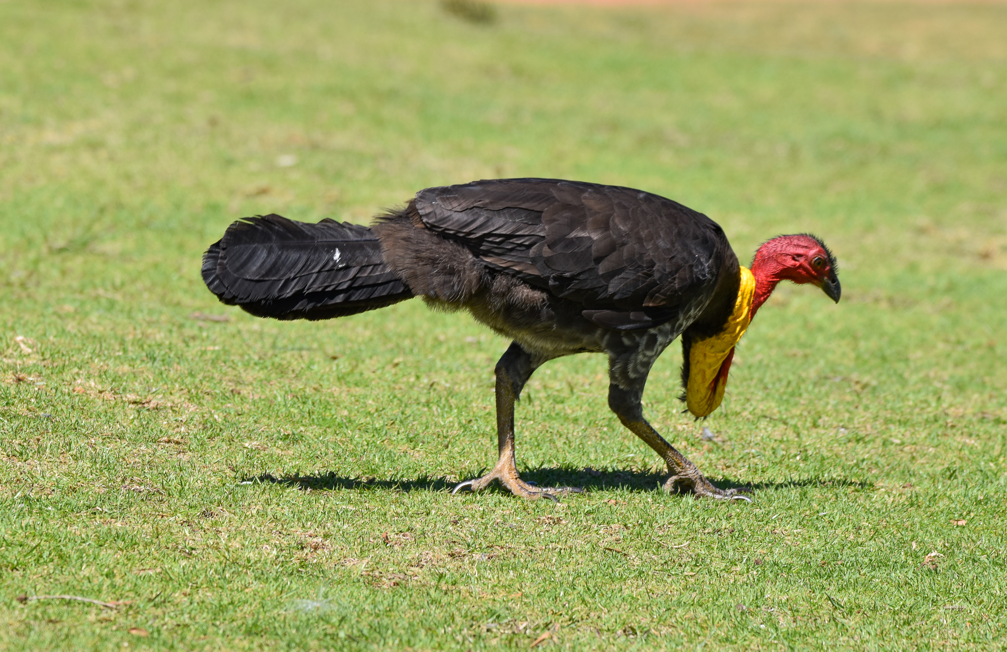 Australian Brush-Turkey