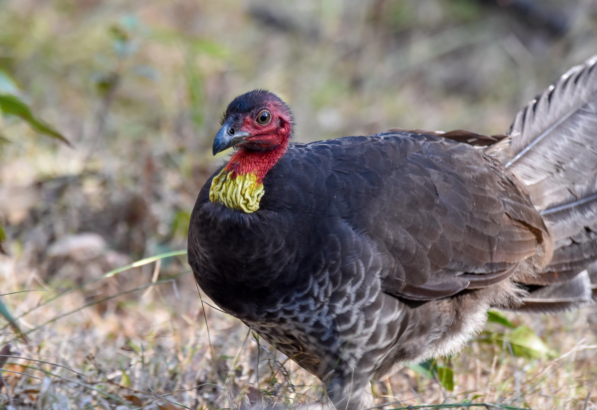 Australian Brush-Turkey