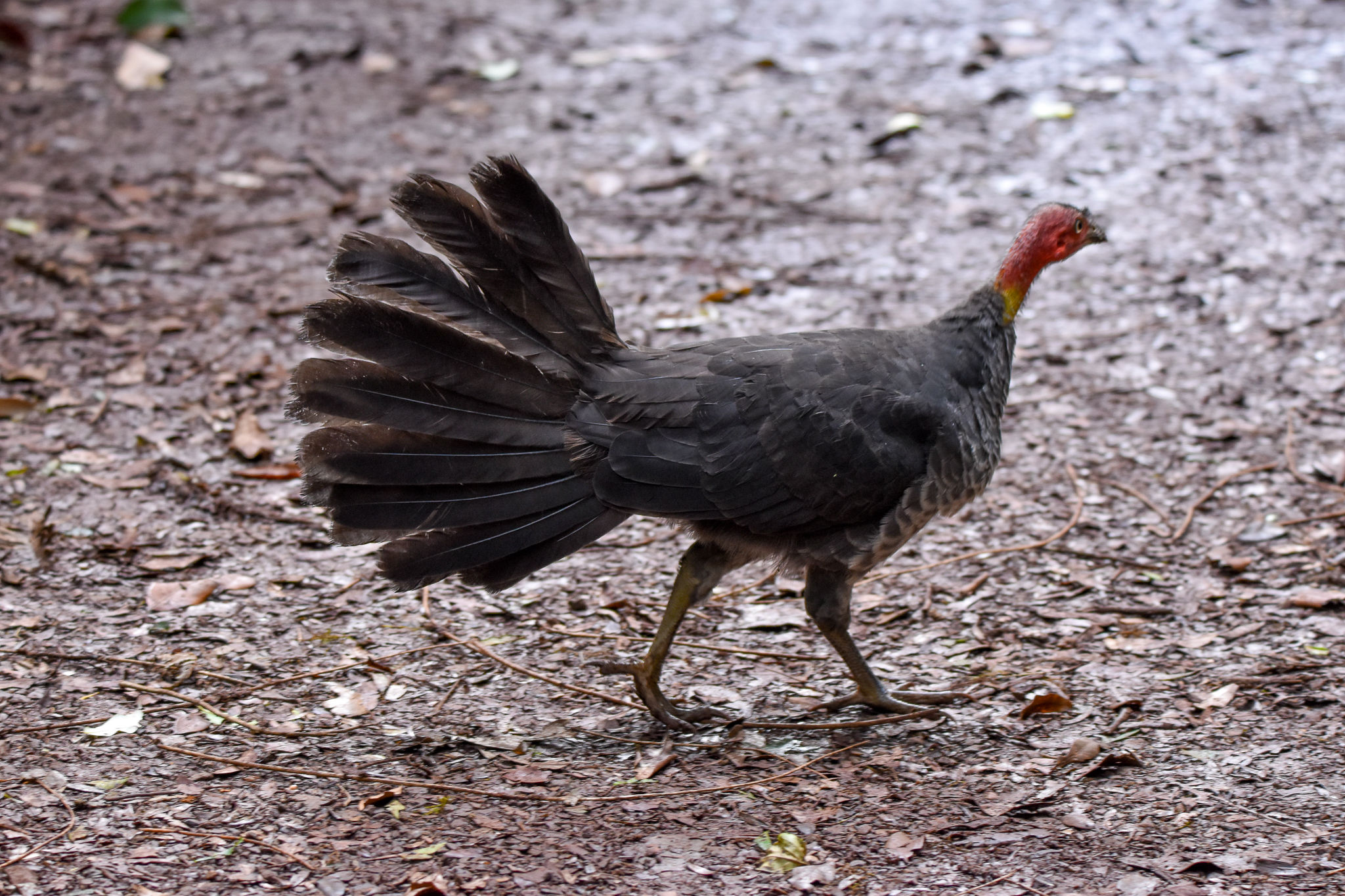 Australian Brush-Turkey