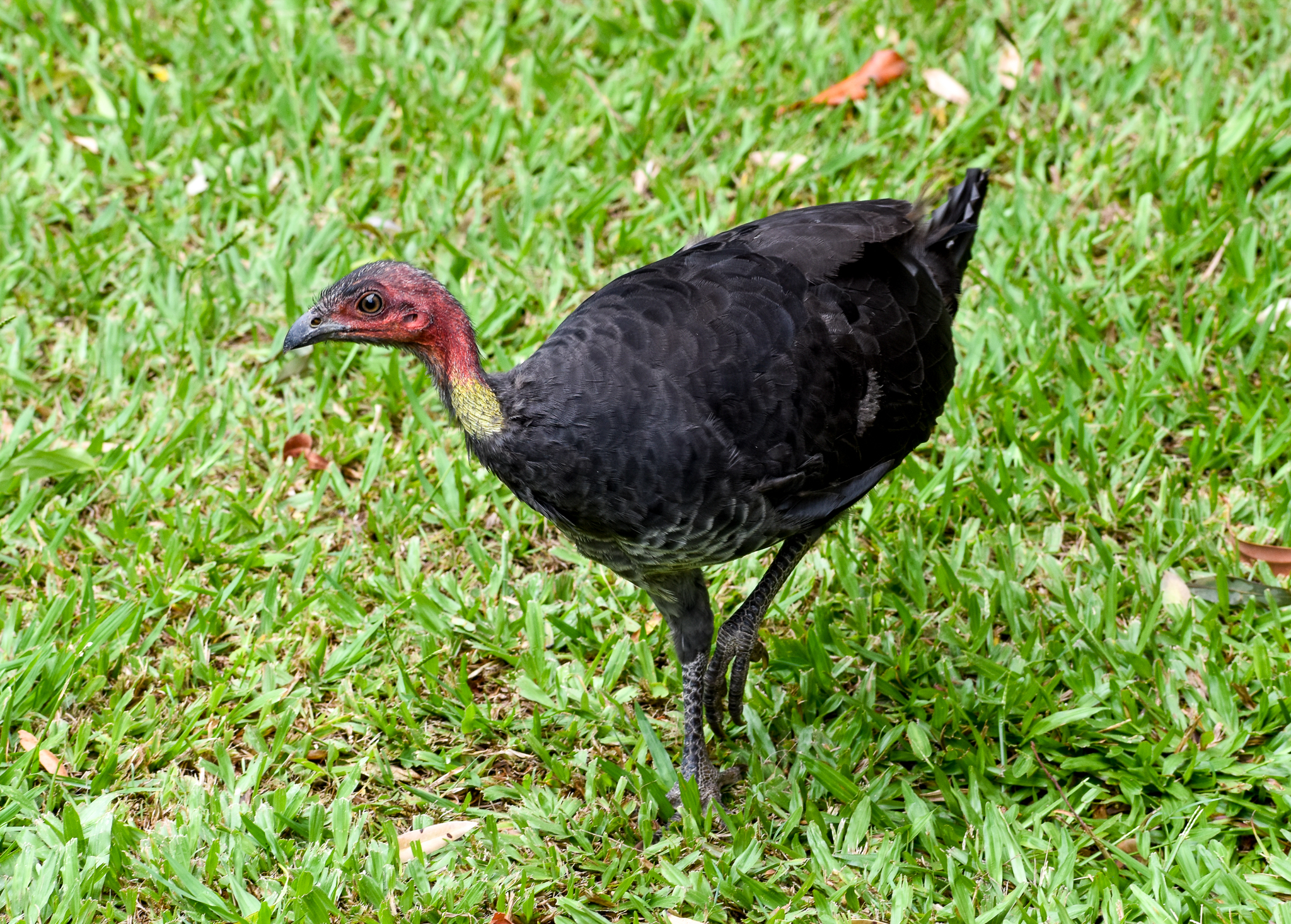 Australian Brush-Turkey