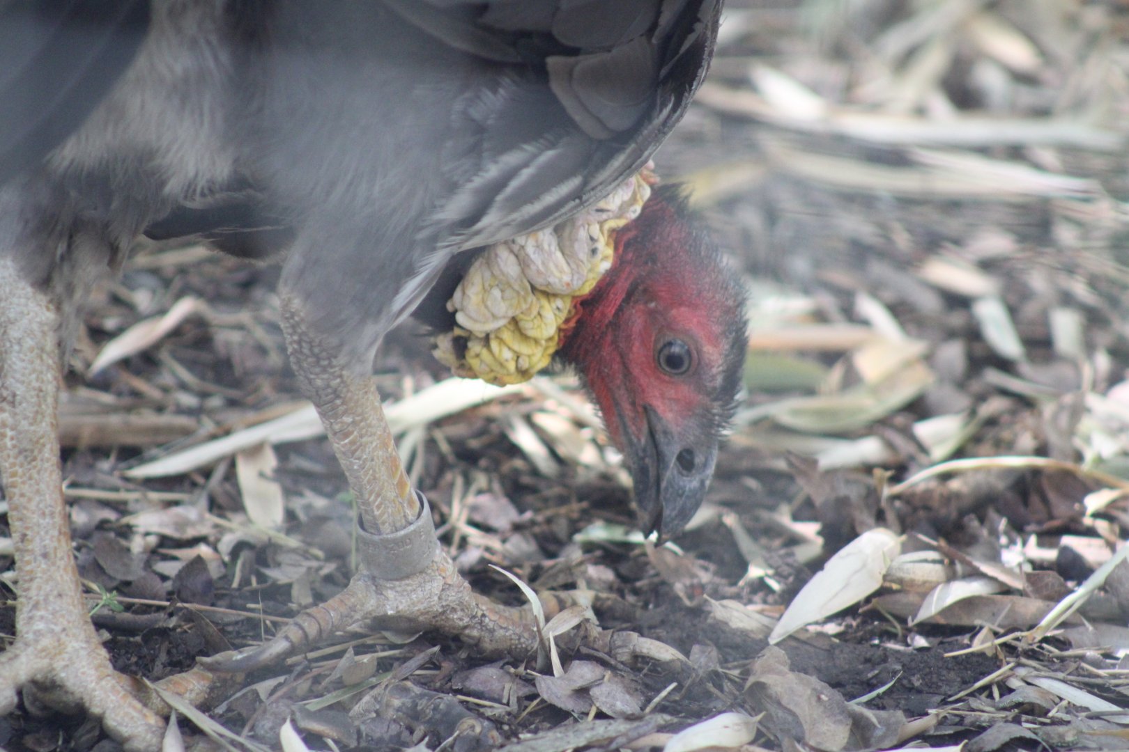 Australian Brush Turkey