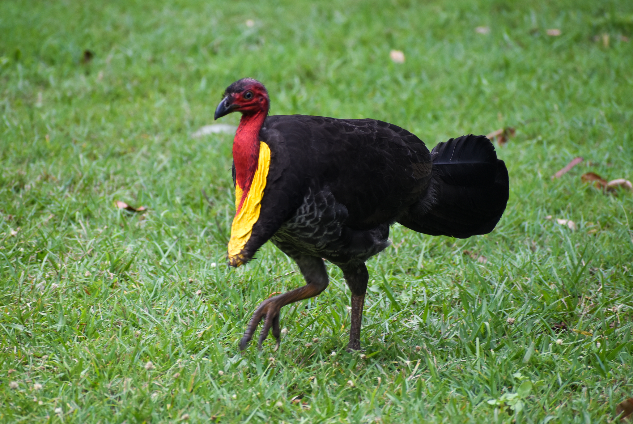 Australian Brush-turkey