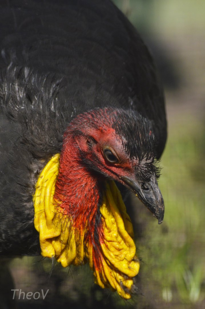 Australian brushturkey [2018]