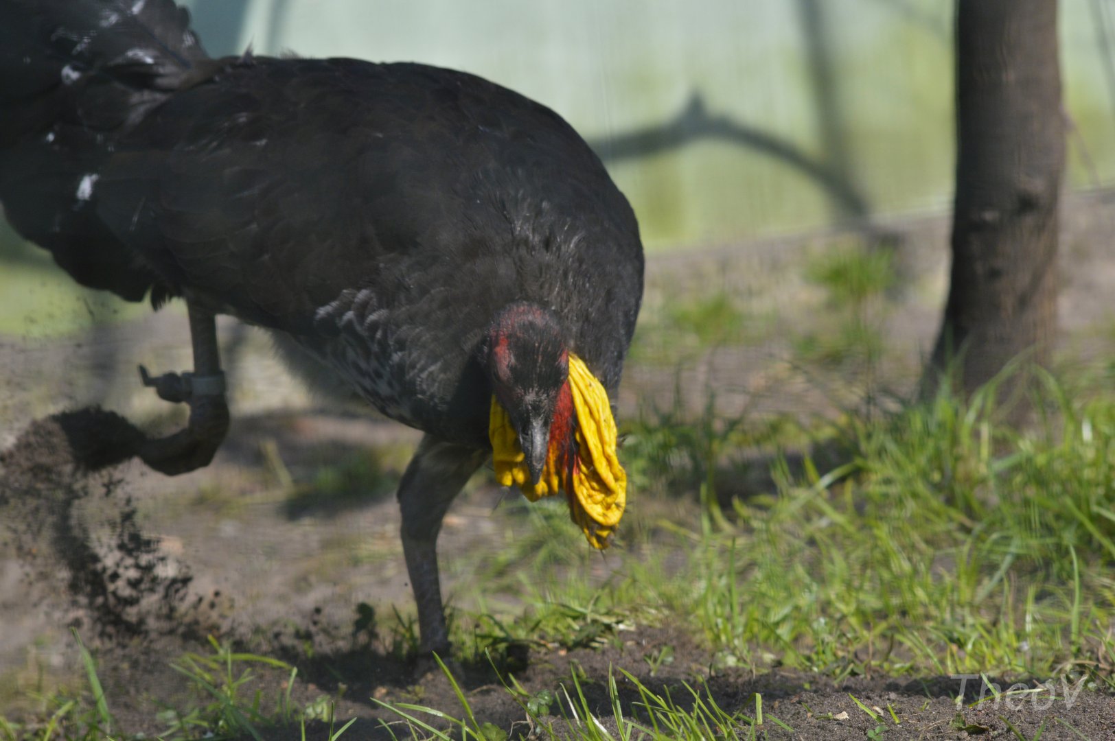 Australian brushturkey [2018]