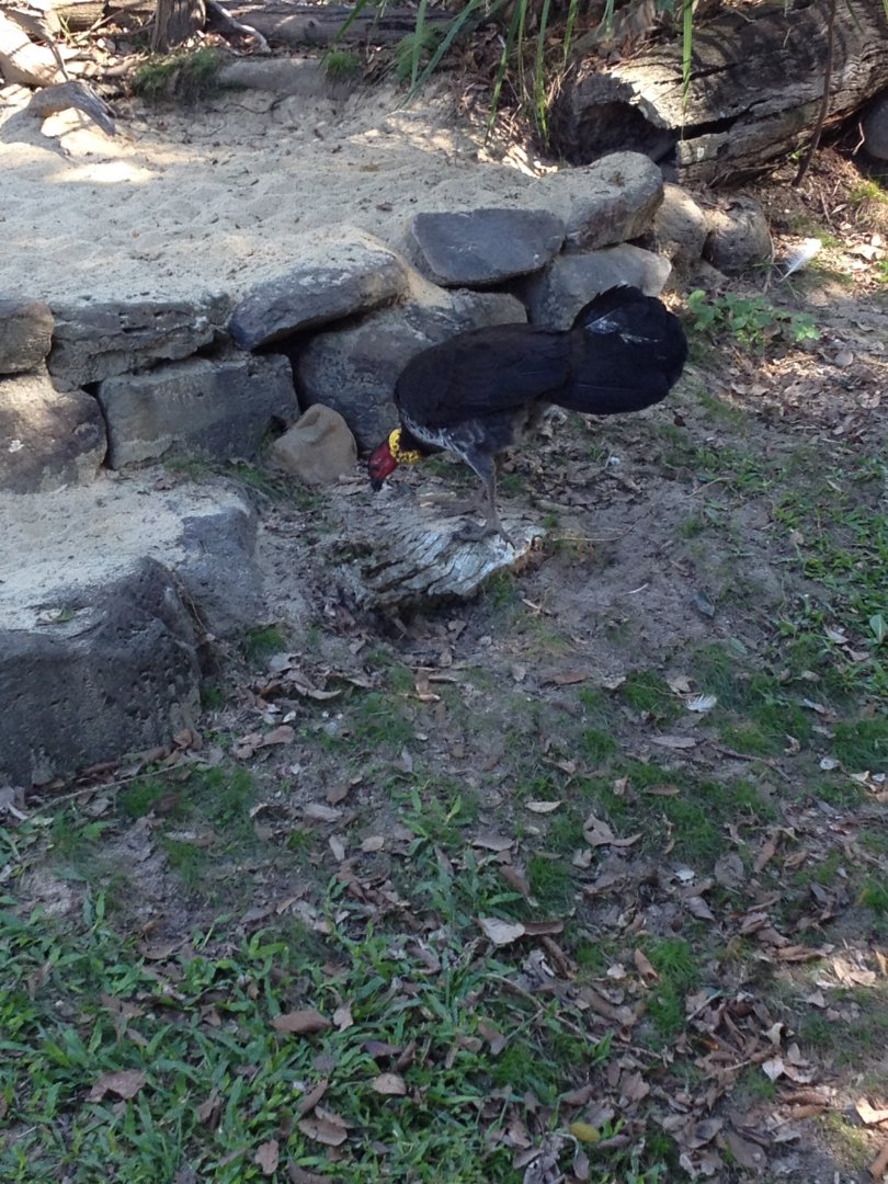 Australian Brushturkey (Alectura lathami) - wild
