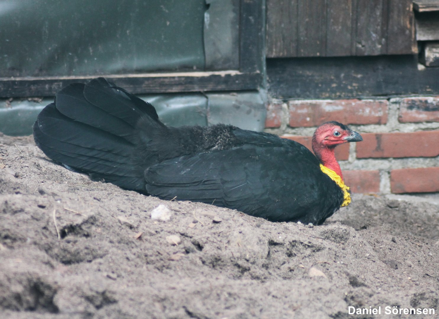 Australian brushturkey (Alectura lathami)
