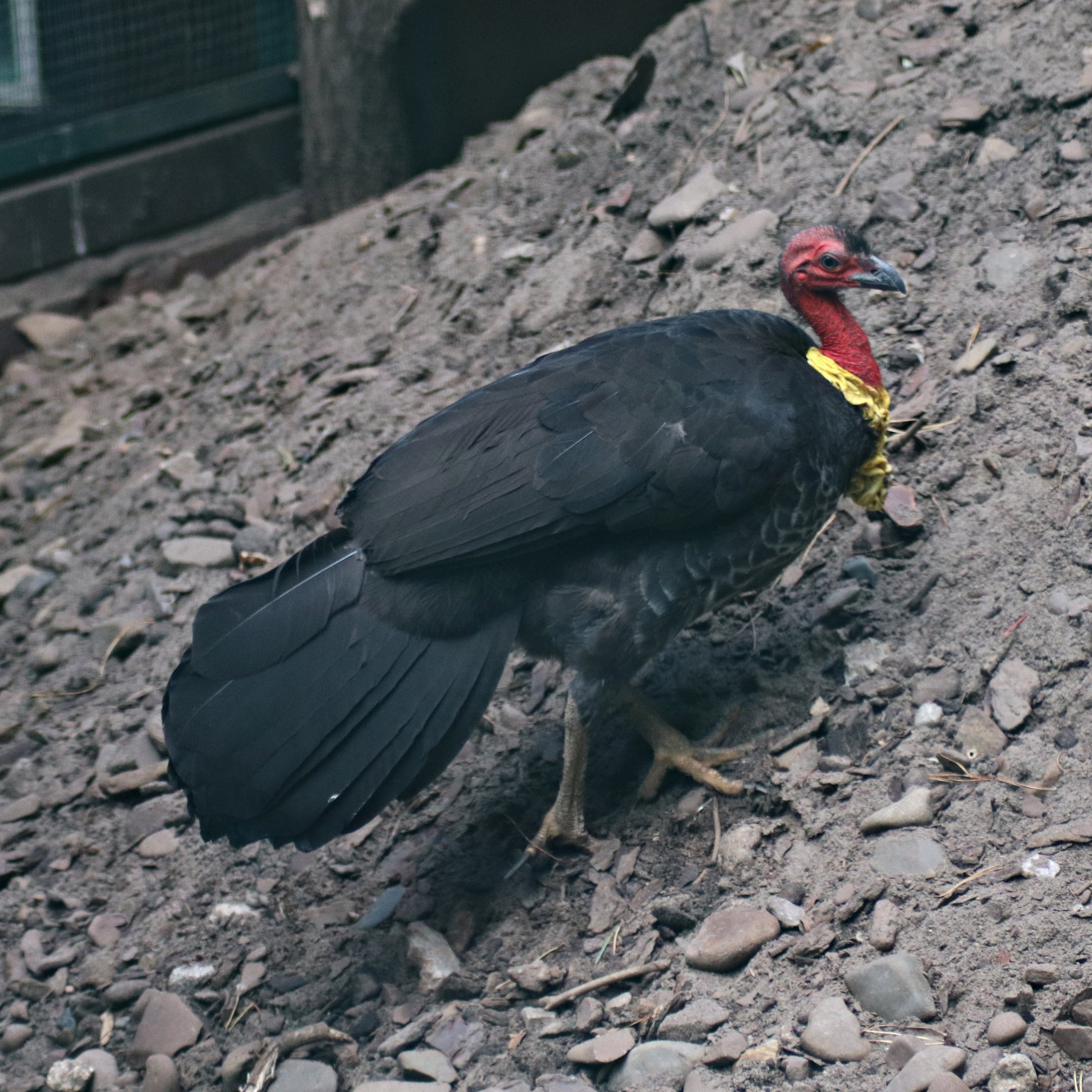 Australian brushturkey (Alectura lathami)