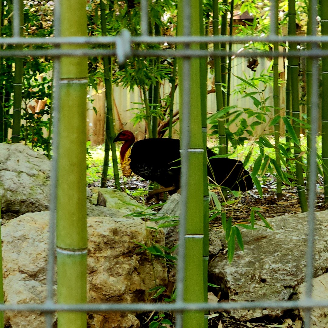 Australian Brushturkey (Alectura lathami)