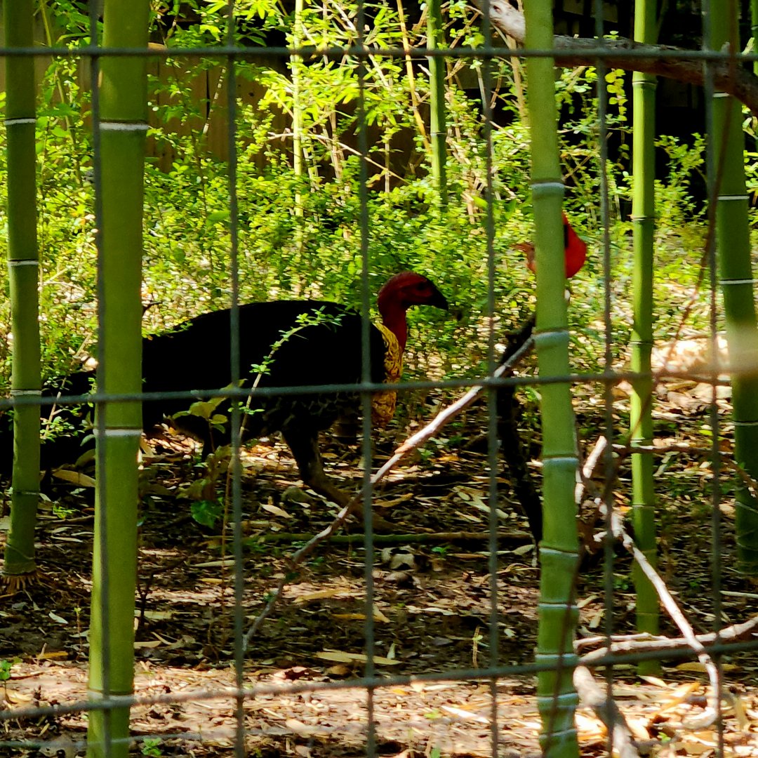 Australian Brushturkey (Alectura lathami)