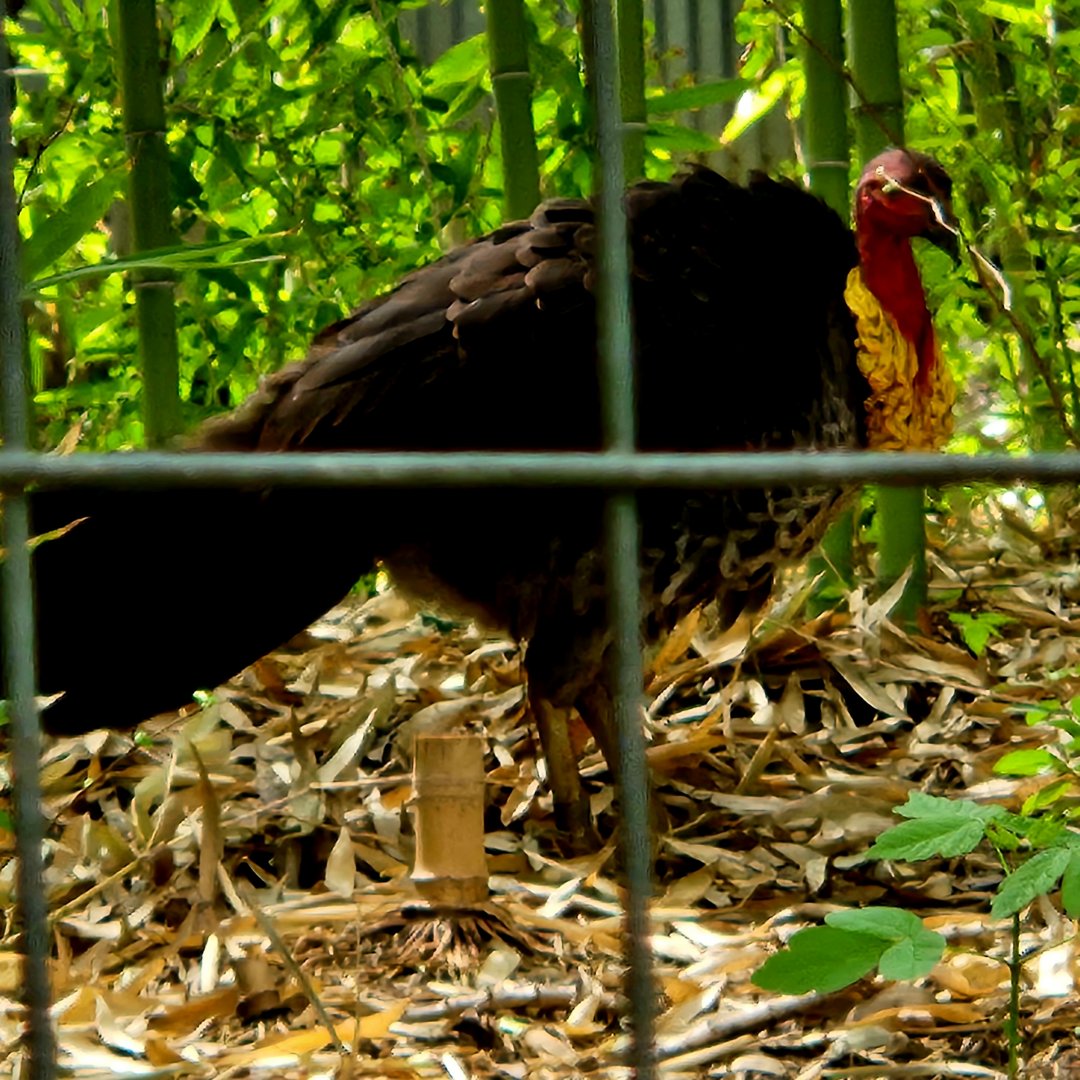 Australian Brushturkey (Alectura lathami)