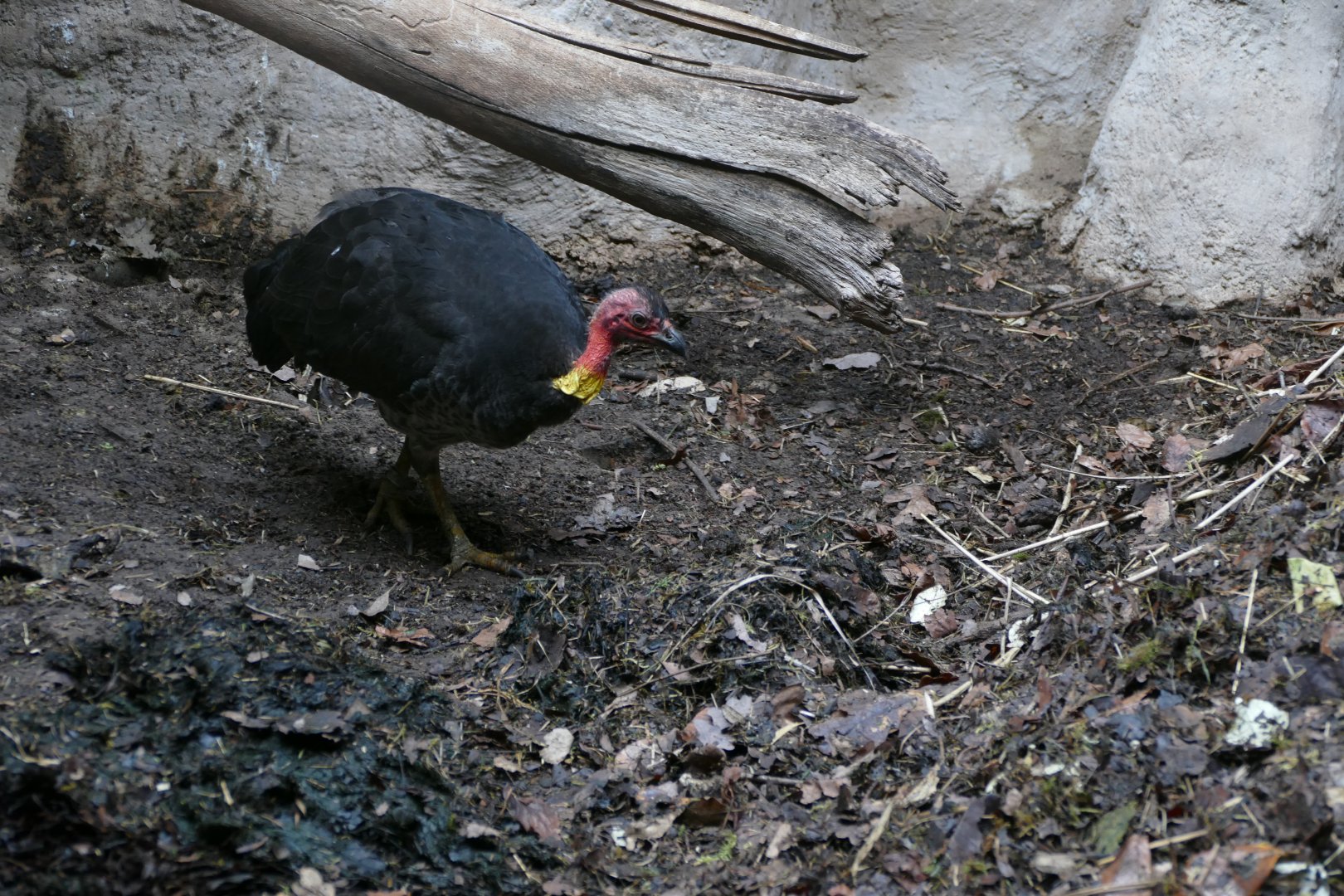 Australian Brushturkey (Alectura lathami)