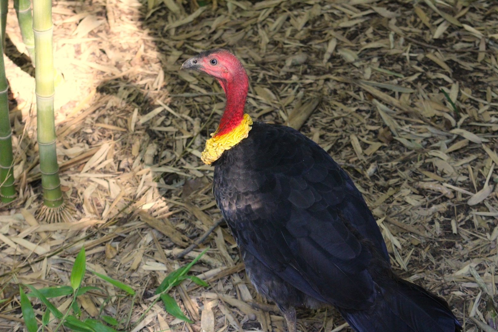 Australian brushturkey - Australian Outback