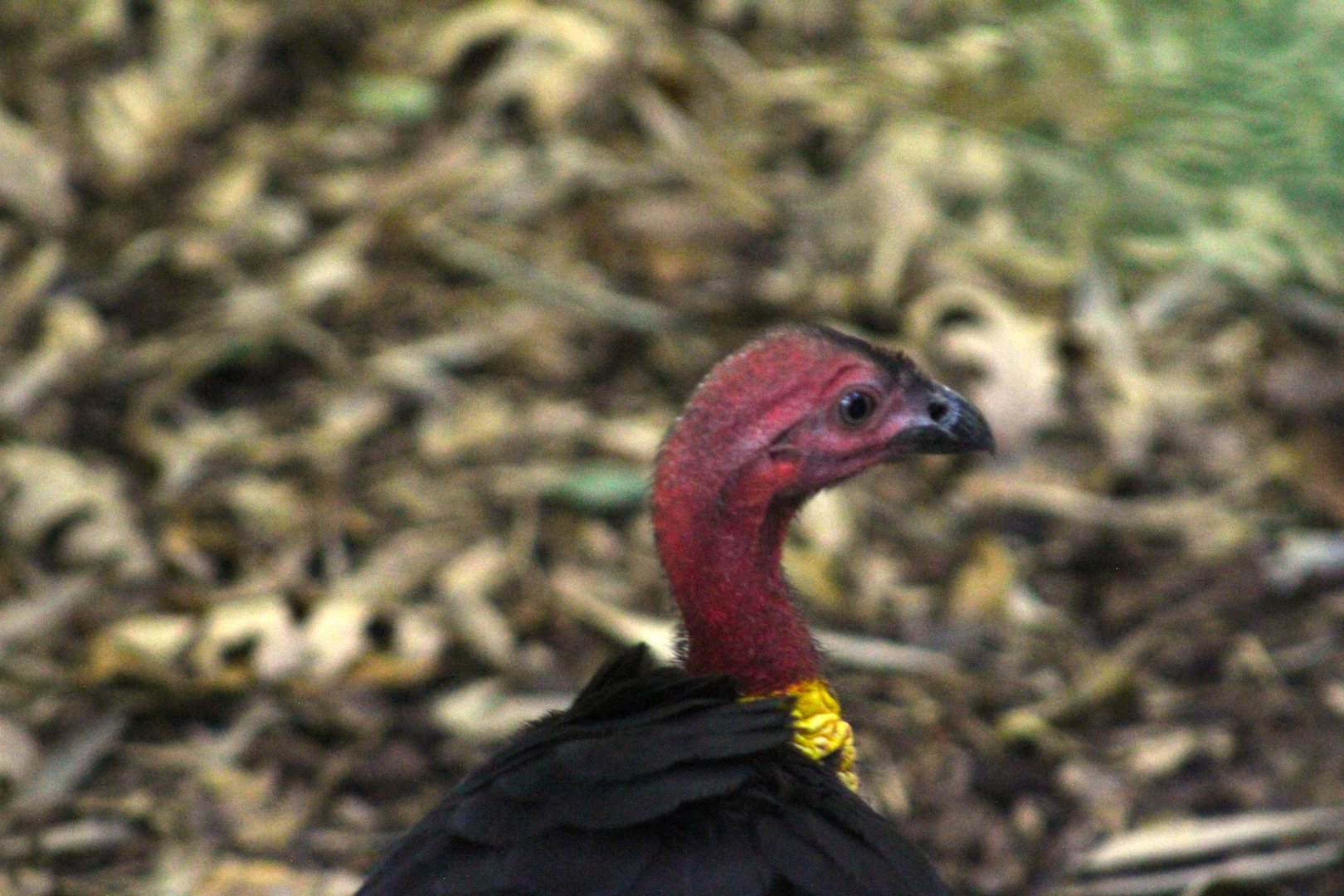 Australian brushturkey - Australian Outback