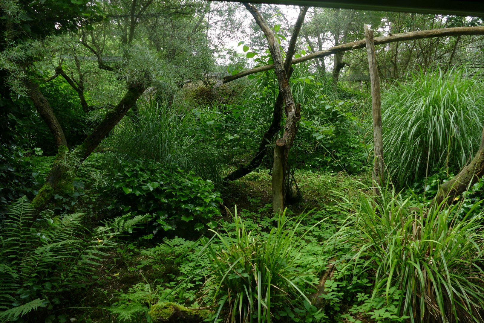Australian Brushturkey Outdoor Aviary- Australis
