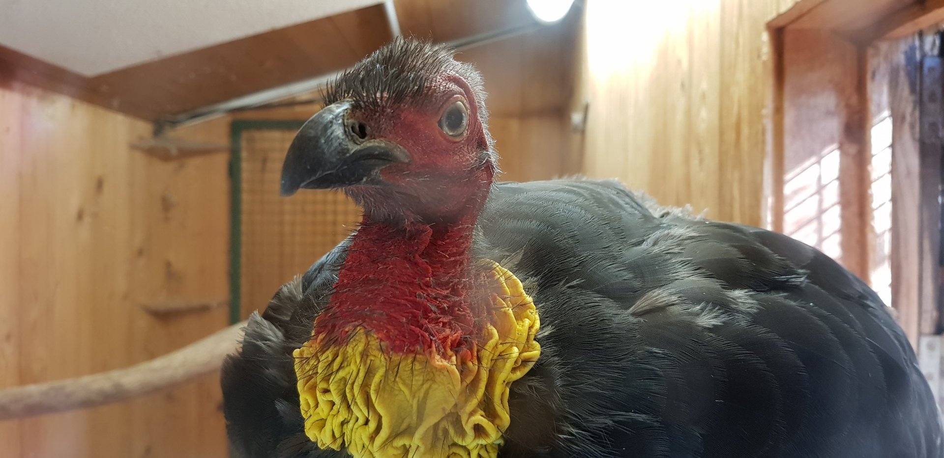 Australian brushturkey
