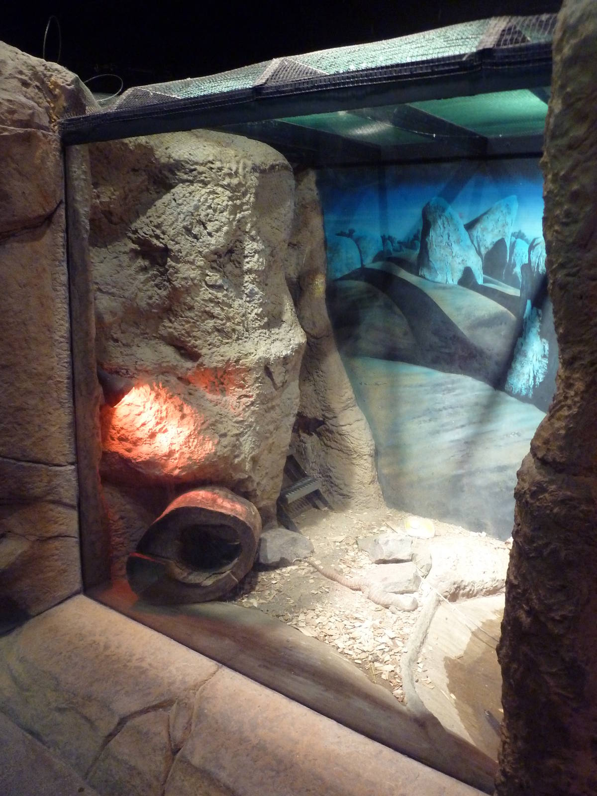 Australian Building - Gould's Monitor Exhibit