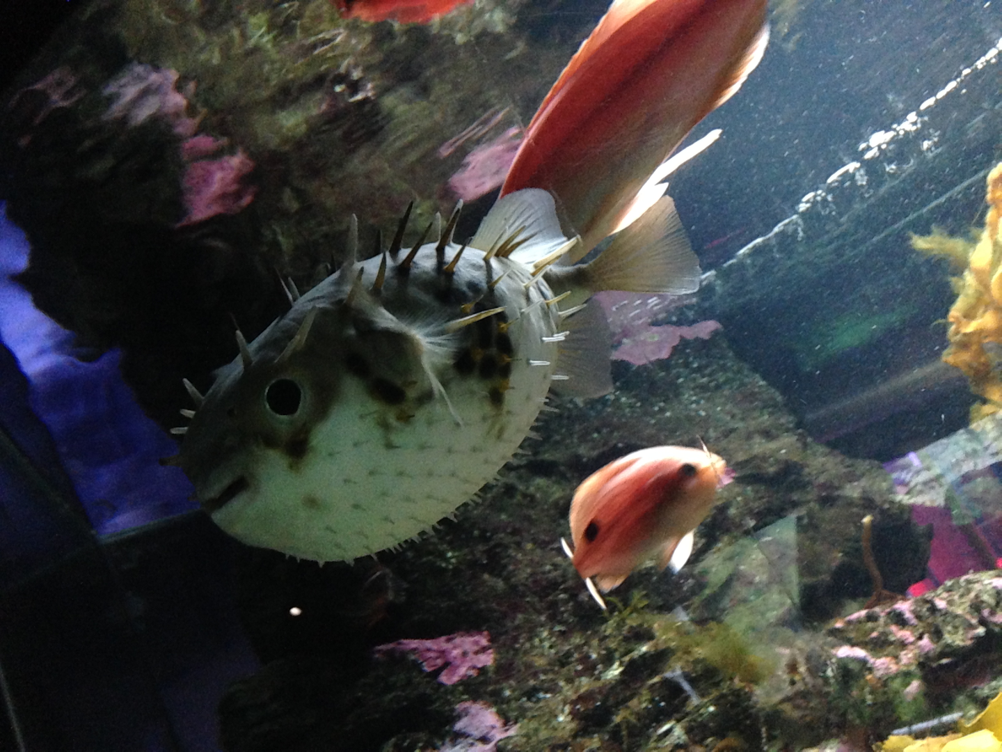 Australian Burrfish - Kelly Tarlton's 2015