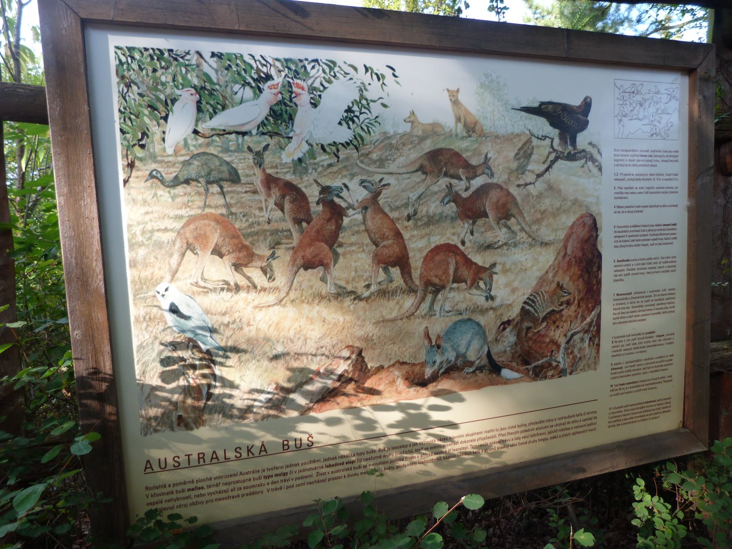 Australian bush sign -Zoo Praha (2025)