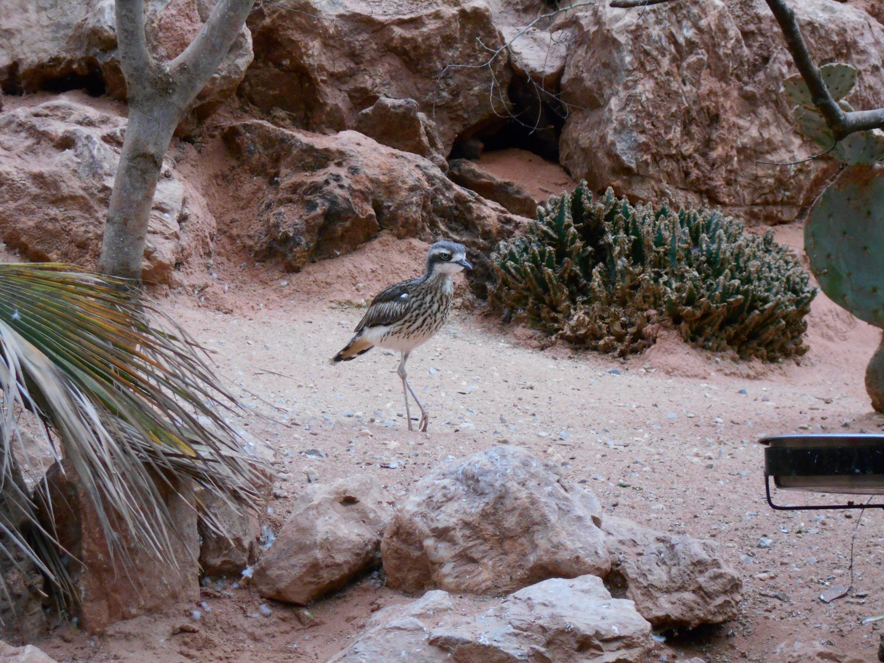 Australian Bush Thick-Knee, Desert House 23 May 2019