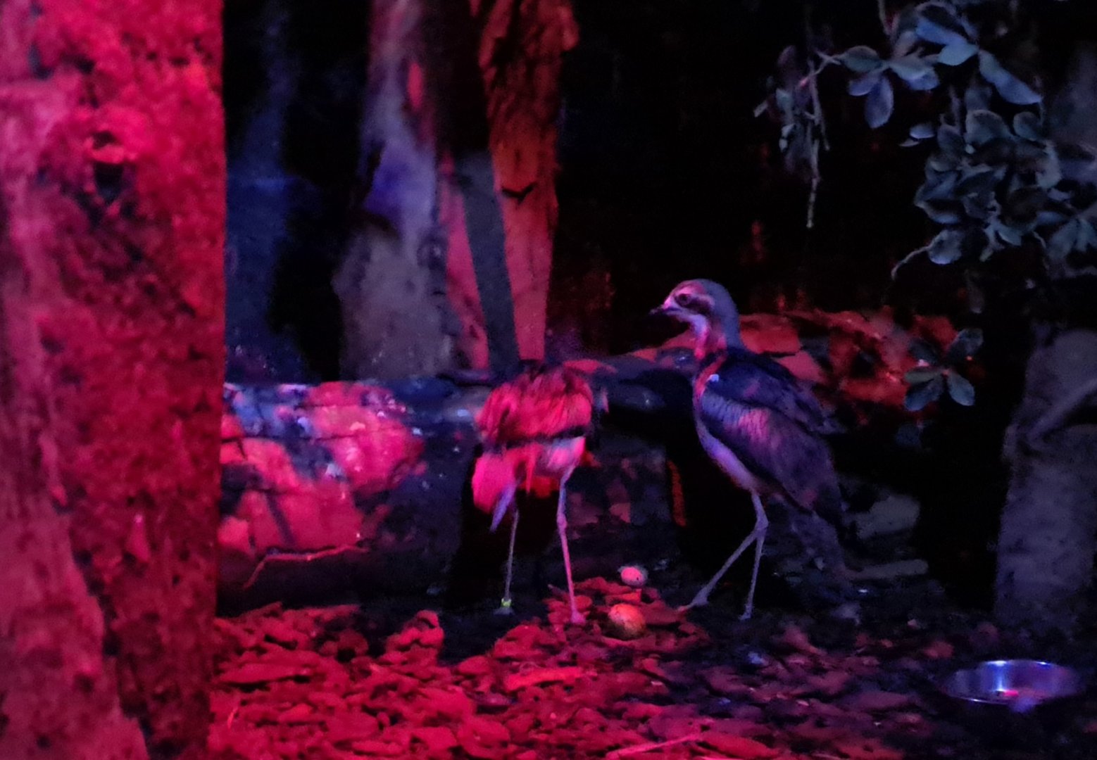 Australian bush thick-knee