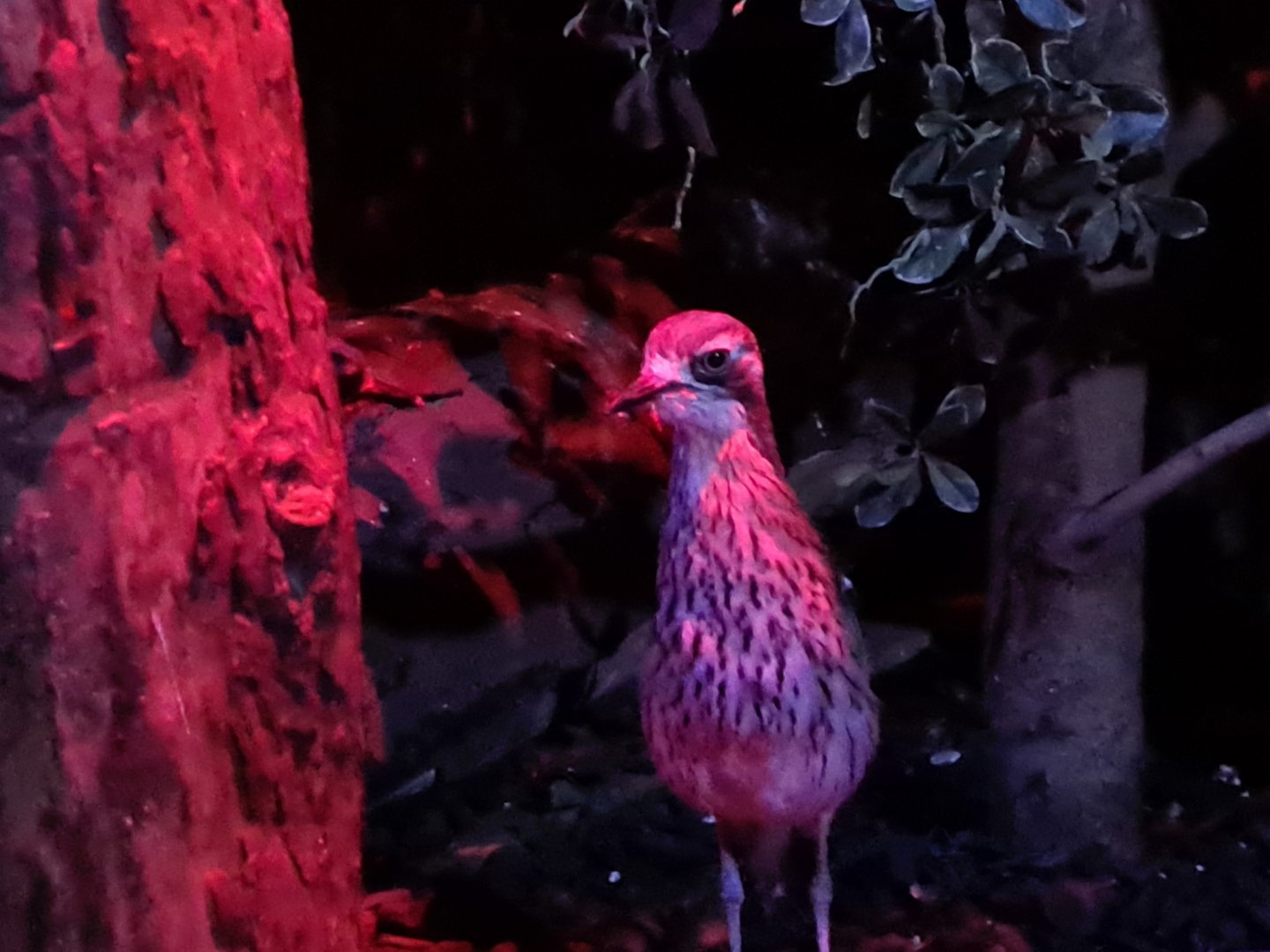 Australian bush thick-knee