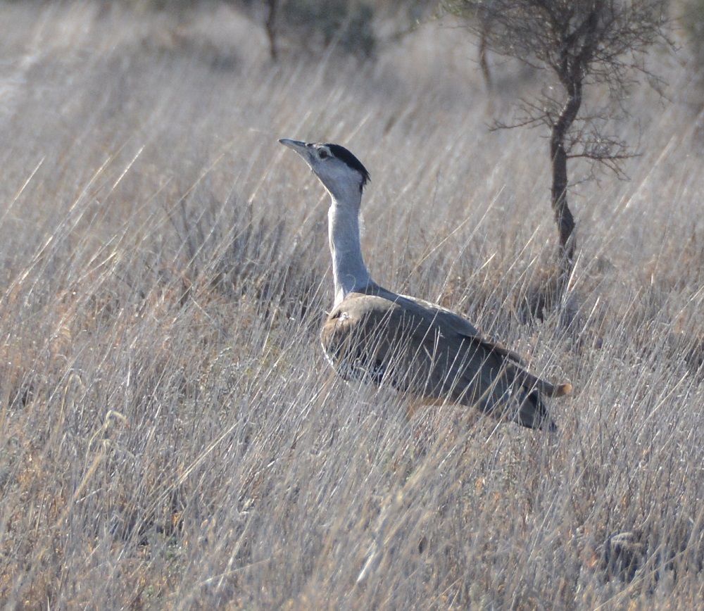 Australian bustard. 2   NT