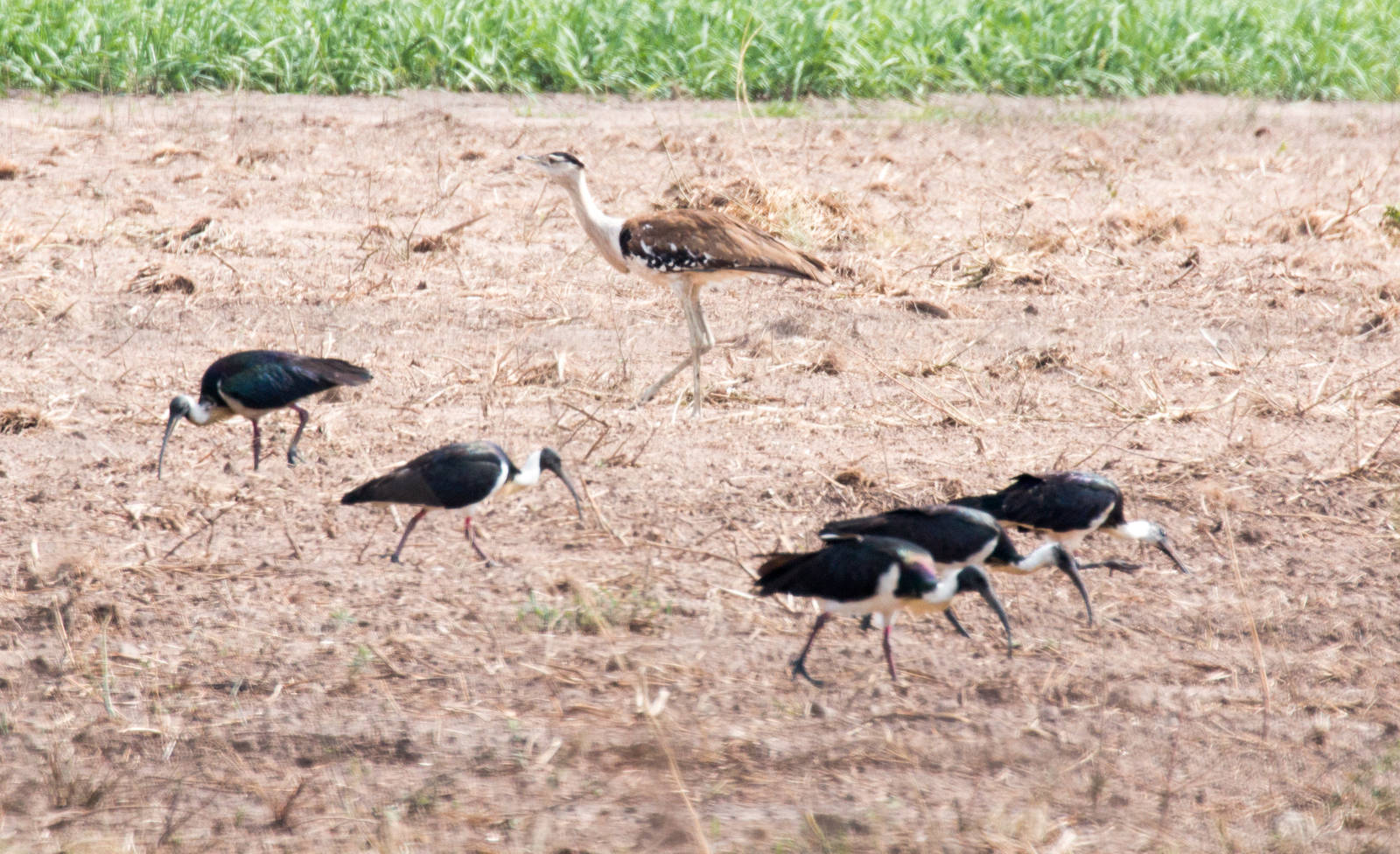 Australian Bustard and Straw-necked Ibis