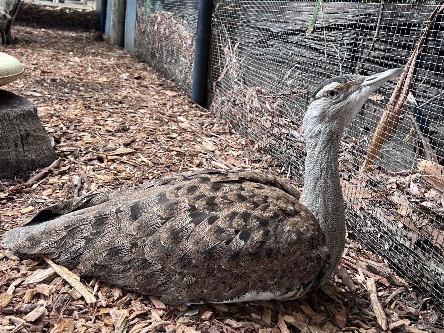 Australian Bustard (Ardeotis australis), Female