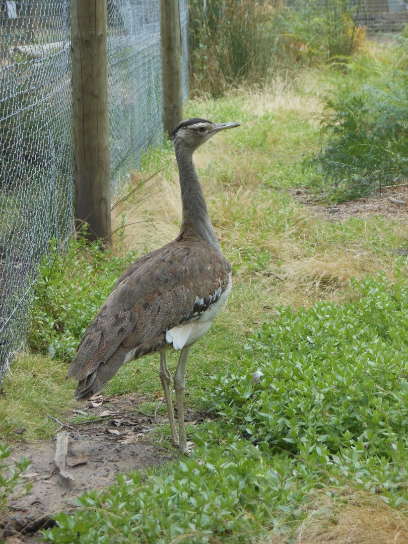Australian Bustard (Ardeotis australis)