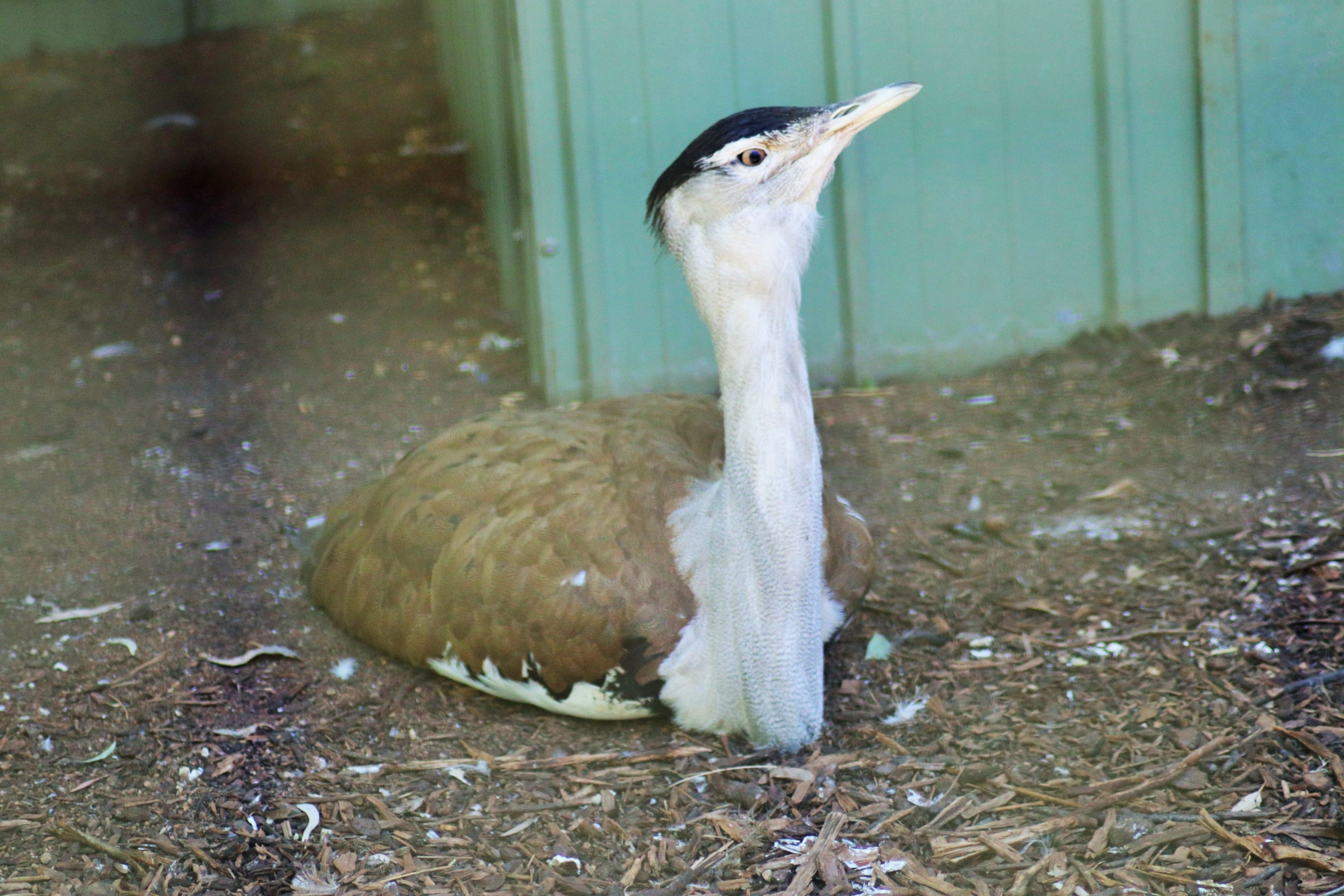 Australian Bustard (Ardeotis australis)