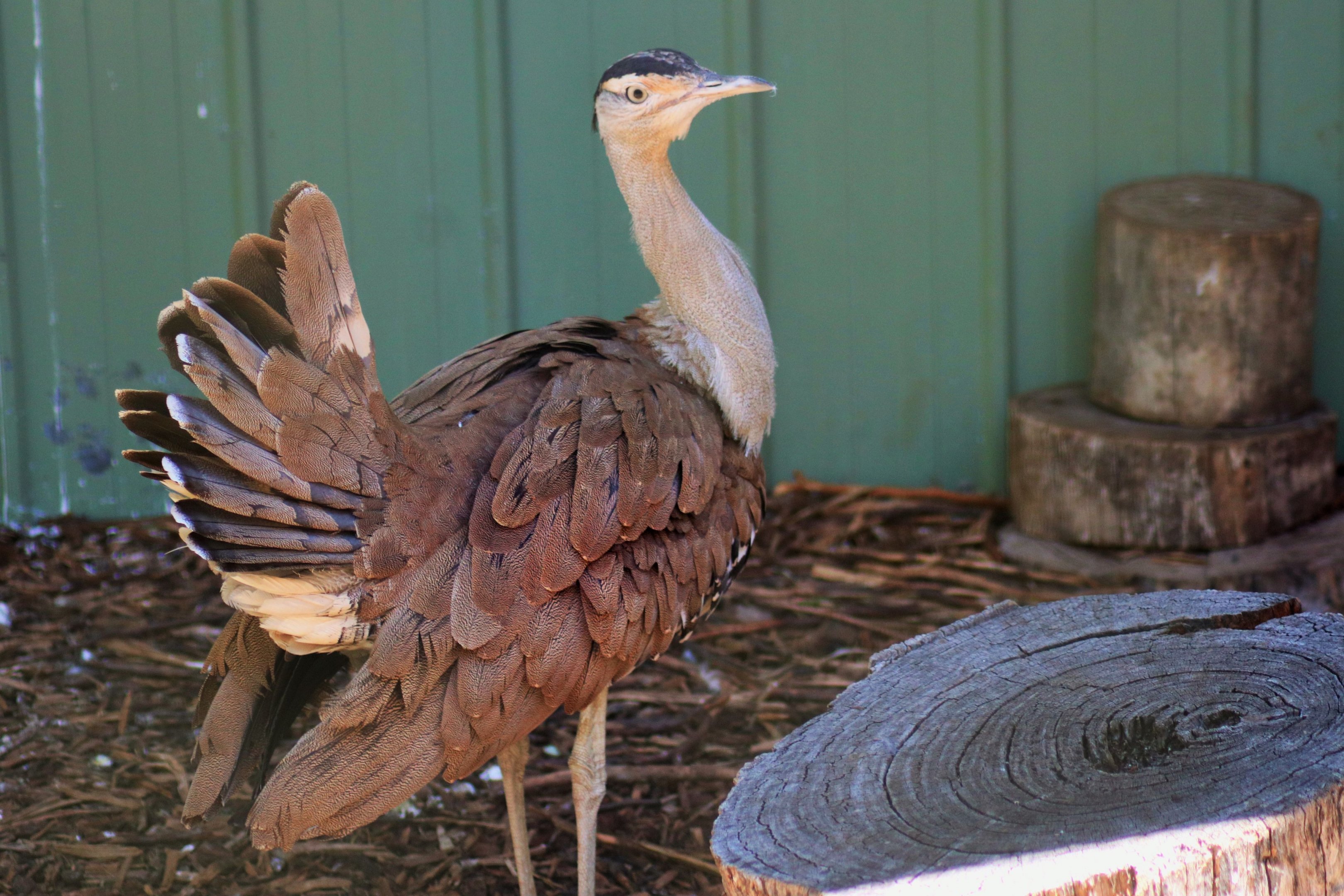 Australian Bustard (Ardeotis australis)
